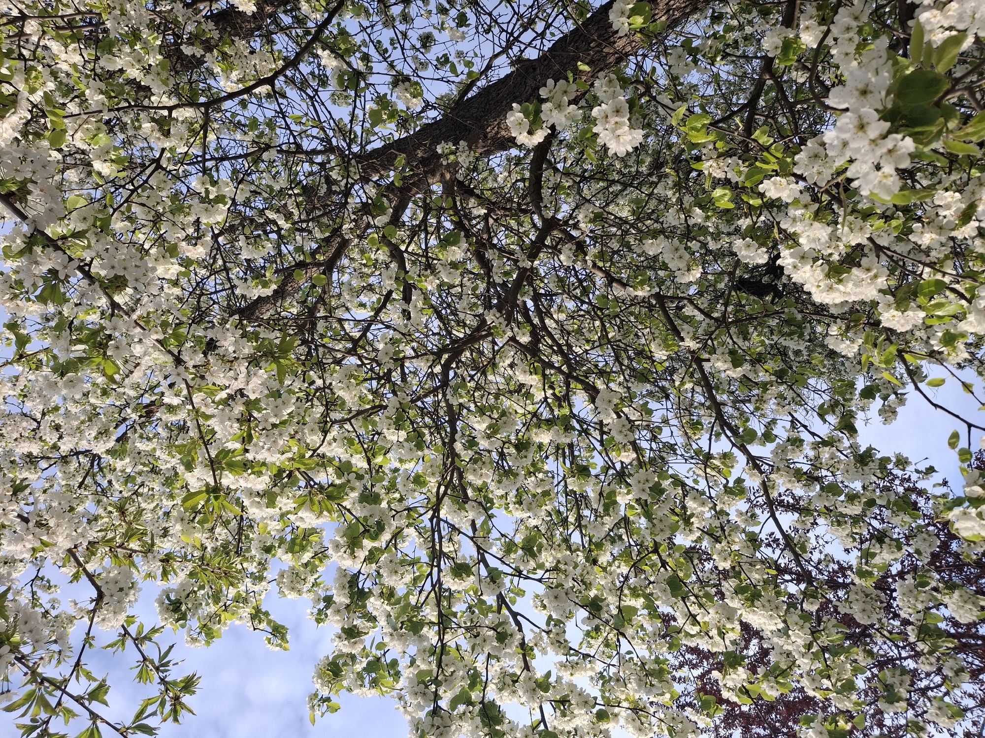 The image is an upward view into a tree with white blossoms against a blue sky. The tree's trunk and branches are visible, covered in a profusion of small white flowers. Green leaves are interspersed among the blossoms. In the background, patches of blue sky peek through the branches and flowers. A portion of another tree, with leaves ranging in color from green to burgundy, is visible on the right edge of the image. The location is Unknown, Unknown. There are no people visible.