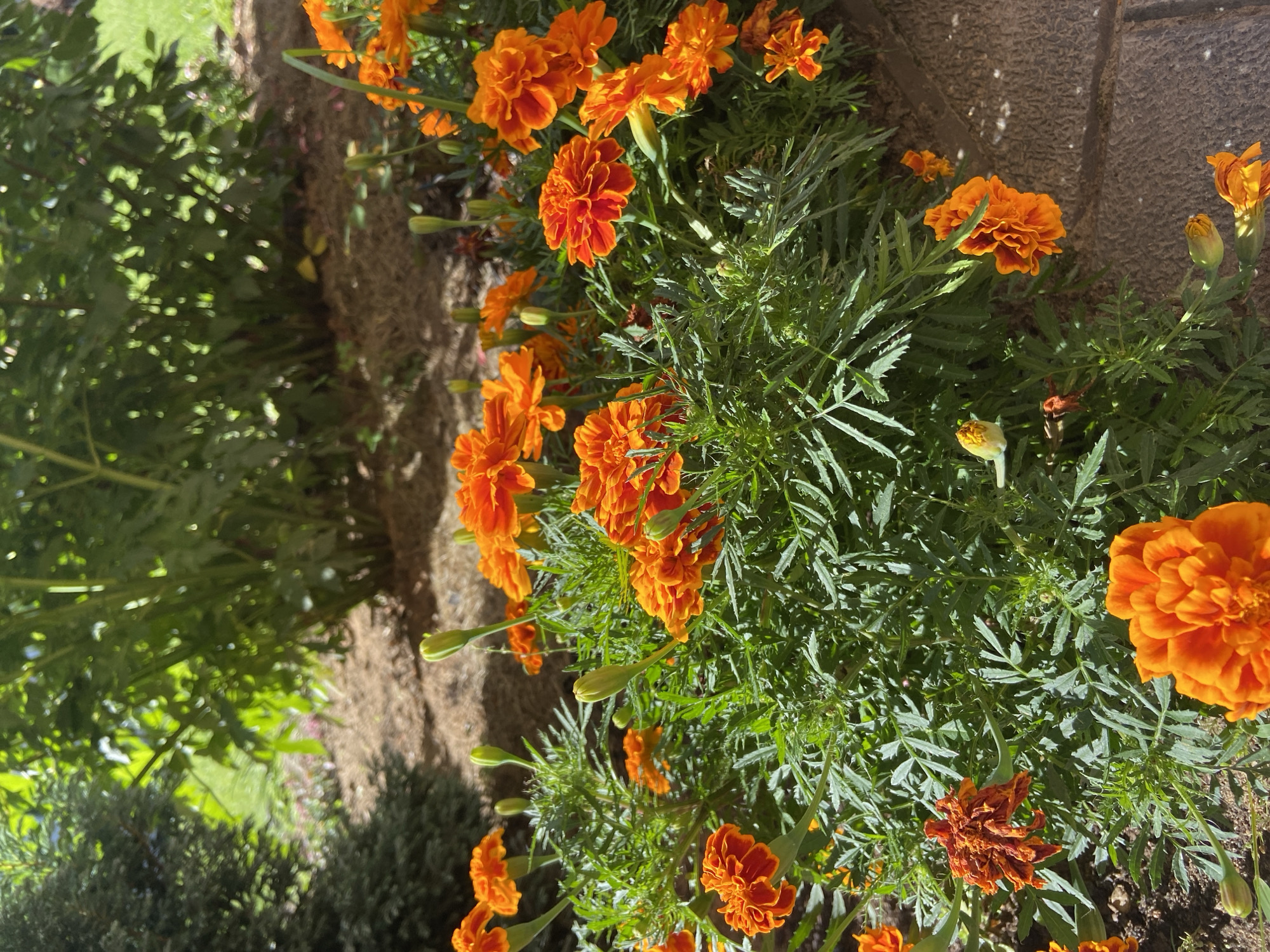 A close-up, eye-level shot captures a cluster of vibrant orange marigolds in bloom, with lush green foliage and several buds. The flowers are the primary focus, with their ruffled petals and bright hues dominating the foreground. Sunlight dapples through unseen overhead leaves, casting shadows and highlighting the textures of the flowers and leaves. In the background, a blurred expanse of greenery suggests a garden setting, with hints of brown mulch or soil on the ground. The scene appears to be outdoors, possibly in a residential garden or public park in Зимородок Днп, Russia, given the context. There are no people or animals visible in the image, and no discernible actions or interactions are taking place. The overall impression is one of natural beauty and seasonal bloom.