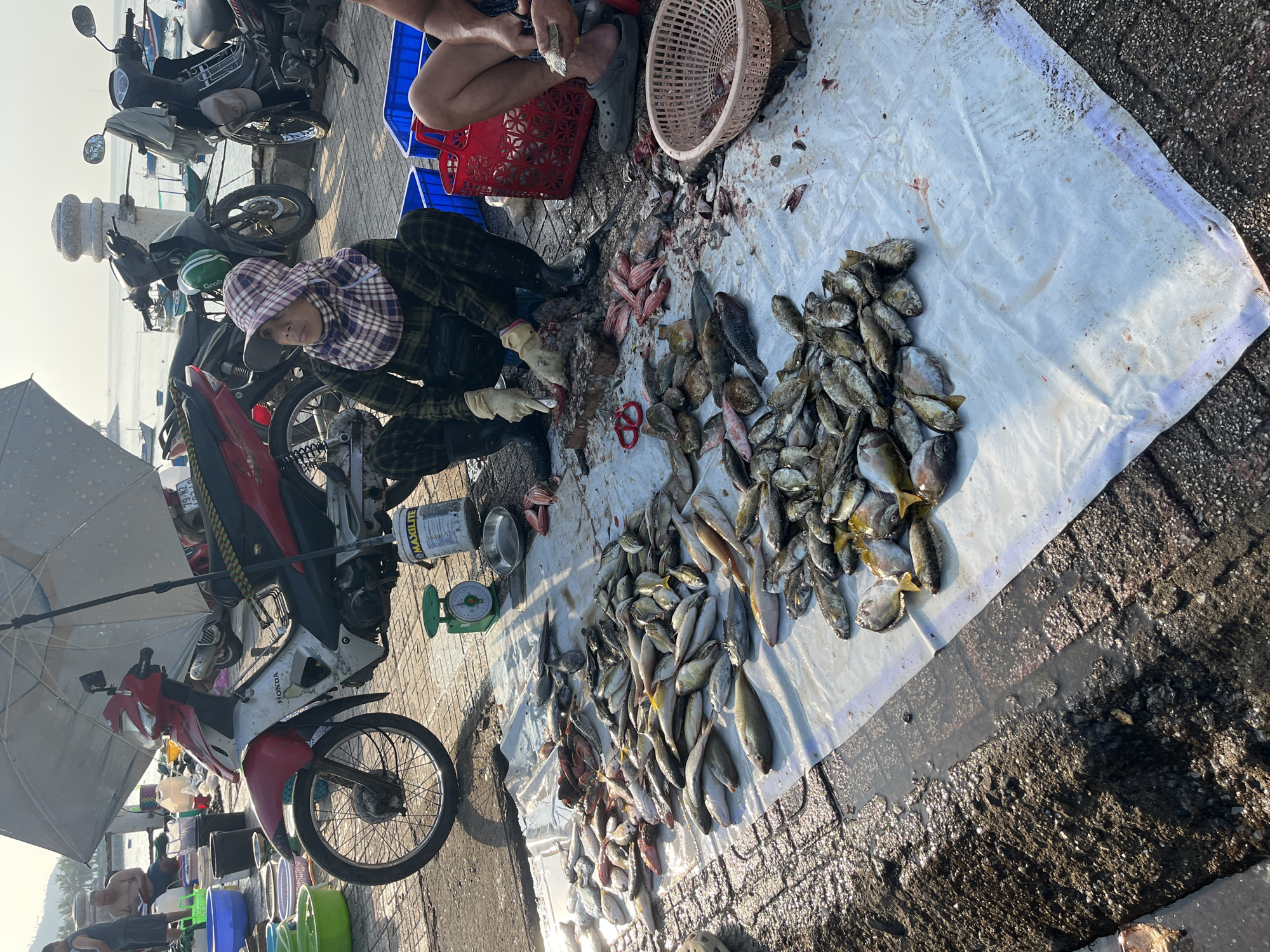 The image shows a fish processing scene in Bac Nha Trang Ward, Vietnam. Two individuals are present. One person wearing a checkered head covering and gloves is squatting and appears to be cleaning fish. A second person is sitting, also processing fish. A white sheet is spread out on the ground, covered with a variety of fish species. Processing tools are visible, including a knife and possibly scissors. Baskets and containers are near the individuals. Motorcycles are parked in the background, and a weighing scale is visible. An umbrella is positioned near a motorcycle. The scene appears to be near the coast.