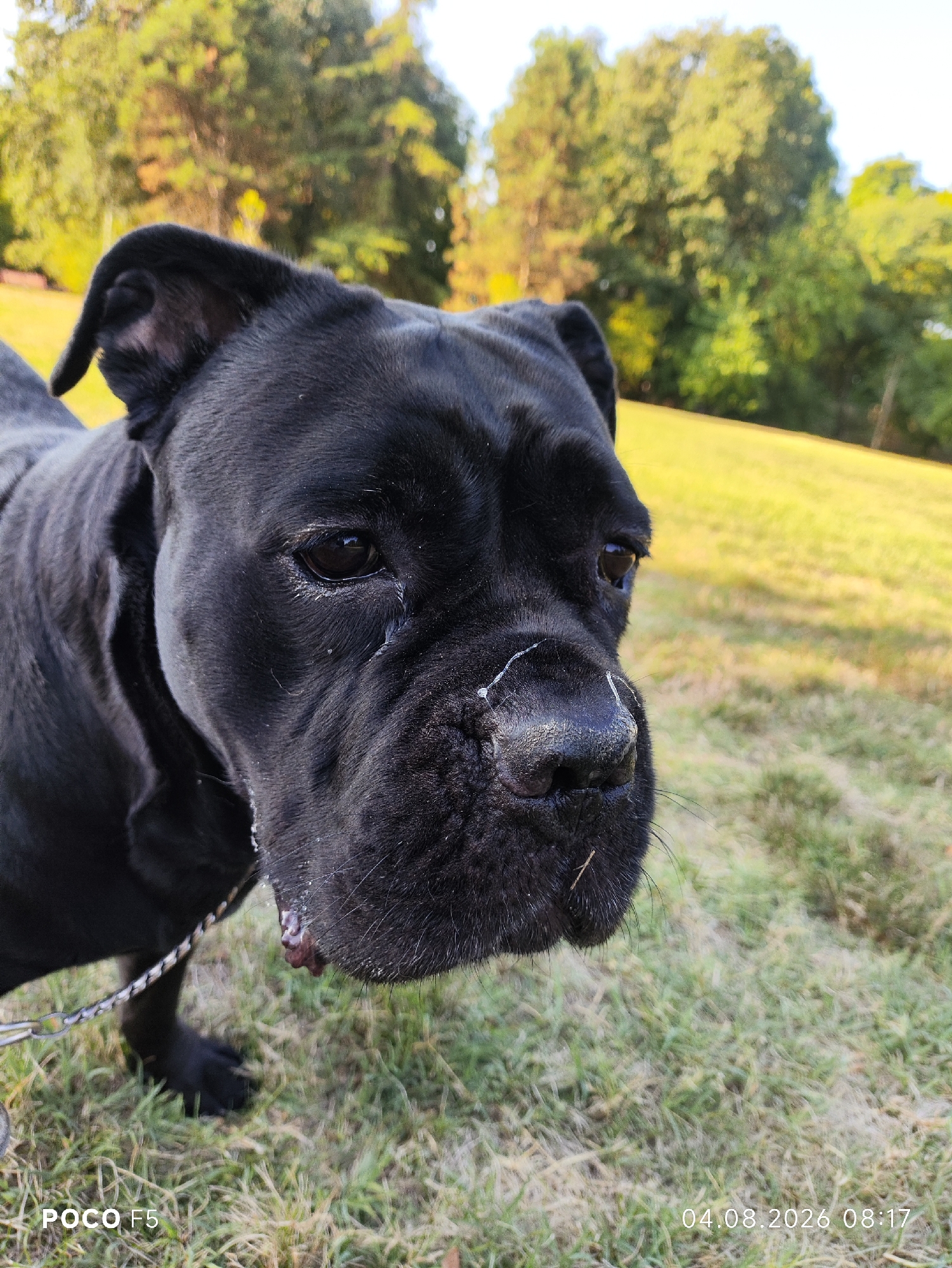 This is a close-up, low-angle, outdoor, eye-level, portrait-oriented photograph of a black dog with a predominantly black coat. The dog is facing towards the viewer, with its head and a portion of its upper body visible. Its left ear is slightly raised and curved, while its right ear is not fully visible. The dog has dark brown eyes and a dark, wrinkled snout with white residue around its nostrils and upper lip, possibly from saliva or food. A chain leash is visible on the lower left side of the frame, attached to the dog's collar. The background consists of a grassy field illuminated by sunlight, with blurred green trees and a bright sky visible in the distance. The image is watermarked with "POCO F5" in the lower left corner and "04.08.2026 08:17" in the lower right corner. There are no people present in the image.