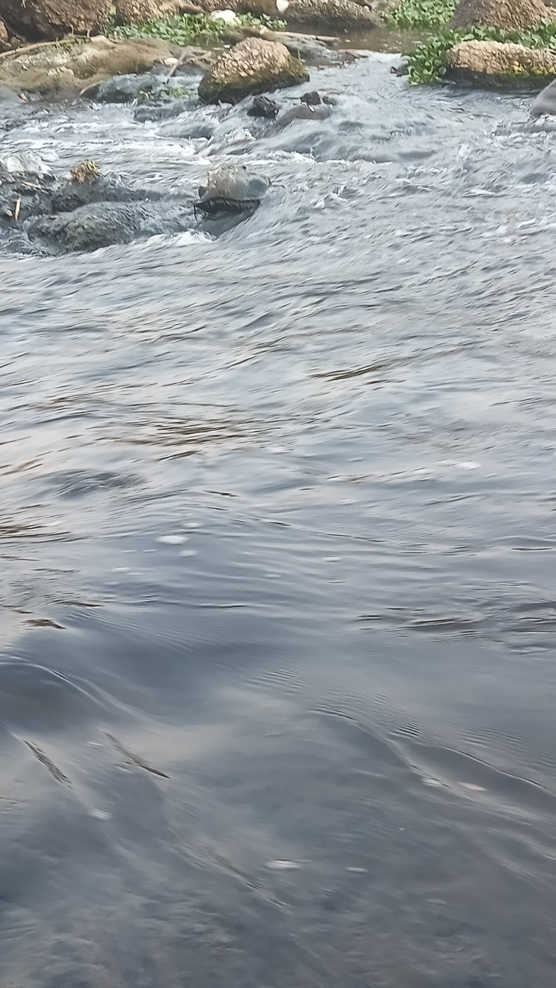 The image depicts a body of water with visible rocks and some vegetation along the bank. The water is flowing, with ripples and small waves creating texture on the surface. The foreground is dominated by the water, which appears dark and reflects the sky. The background shows a rocky bank with some green plants and debris. There are no people or any other living creatures visible in the frame. The scene appears to be a natural or semi-natural environment within a city.