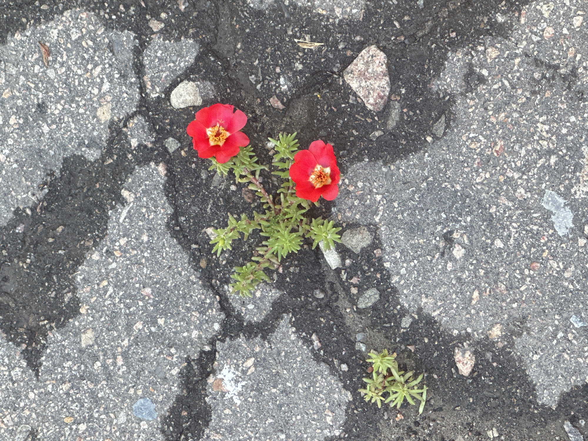In Lobacheve, Ukraine, a patch of cracked asphalt is the setting for a small plant with succulent green leaves and two bright red flowers. The plant grows defiantly from a fissure in the rough, grey surface, surrounded by scattered stones and darker patches of the pavement. One flower is in full bloom, its petals spread wide, revealing a yellow center. The second flower, slightly lower and to the left, is also open, its petals a vibrant contrast to the dullness of the surrounding asphalt. A smaller cluster of the same plant, with its characteristic needle-like leaves, grows to the left of the main subject. The environment suggests an urban or roadside location where nature is finding a way to thrive amidst man-made structures.