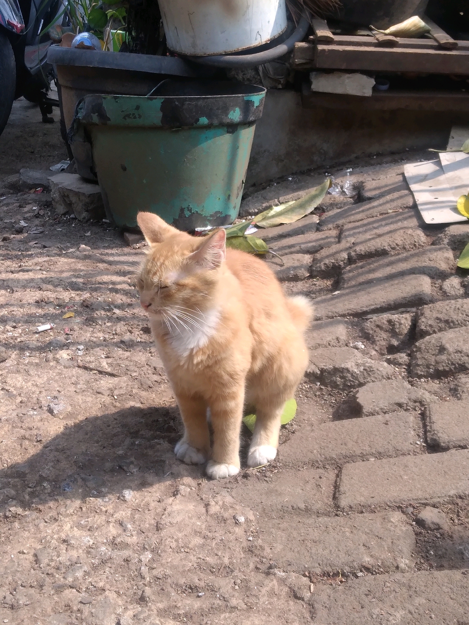 An orange cat with white paws and chest stands on a cobblestone path in what appears to be a residential area in South Jakarta, Indonesia. The cat is facing left with its eyes closed, seemingly relaxed or napping in the sunlight. Behind the cat, large green and grey planters are visible, suggesting a garden or outdoor space. The ground is a mixture of dirt and cobblestones, with fallen leaves and some litter scattered around. Sunlight casts shadows on the ground, indicating it's daytime. The overall scene is one of an everyday outdoor setting in a tropical climate.