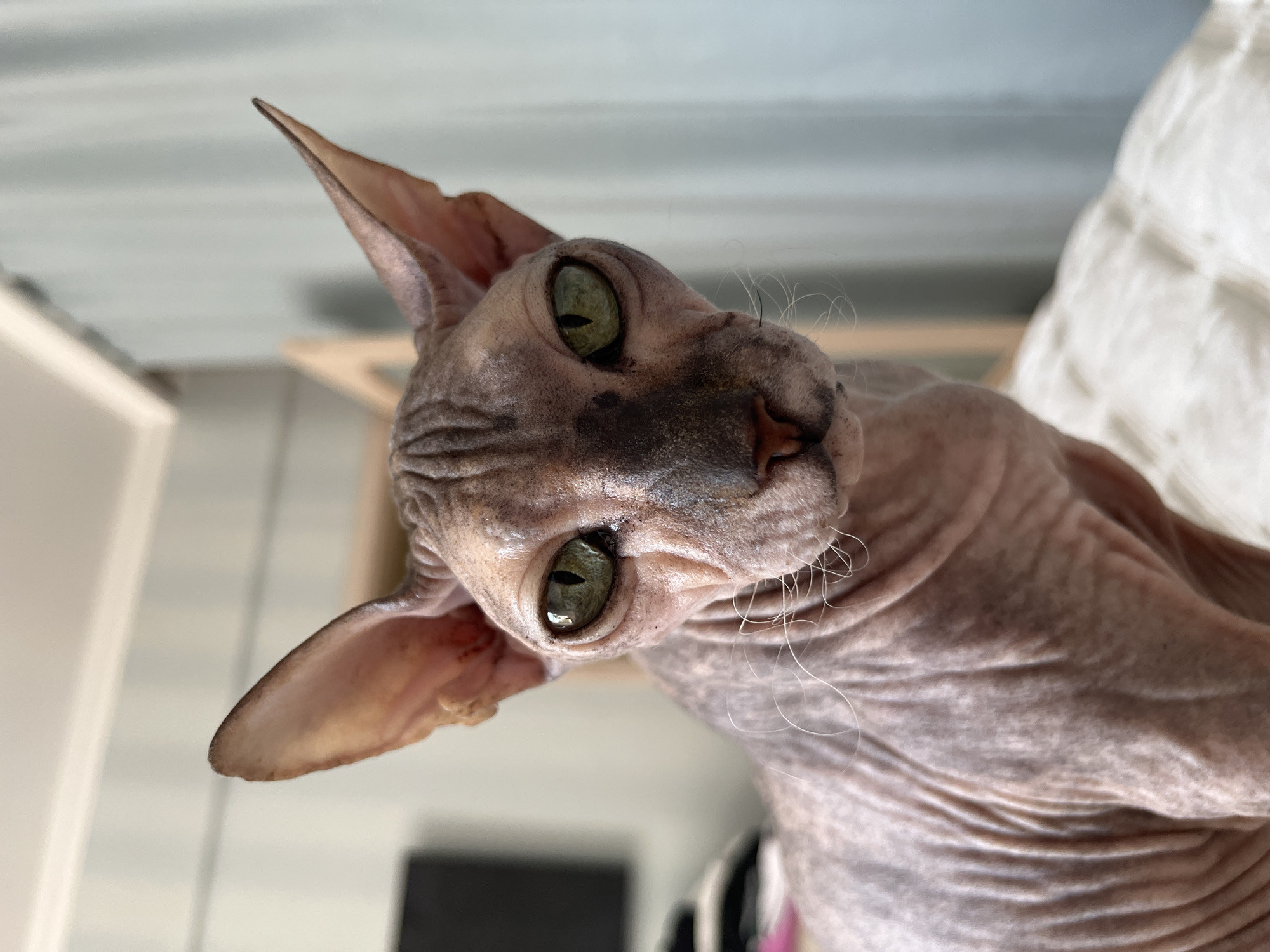 A close-up, eye-level shot shows a hairless cat, possibly a Sphynx, sitting on a white quilted surface. The cat is facing forward with its head slightly tilted. It has large, prominent ears and striking green eyes with dark pupils. Wrinkles are visible on its skin, particularly around its face and neck. The background is blurred, showing a pale blue curtain and a wooden structure, suggesting an indoor setting, possibly a bedroom. There are no visible people, actions, or interactions. The location in Ivanteyevka, Russia, is not discernible from the image itself.