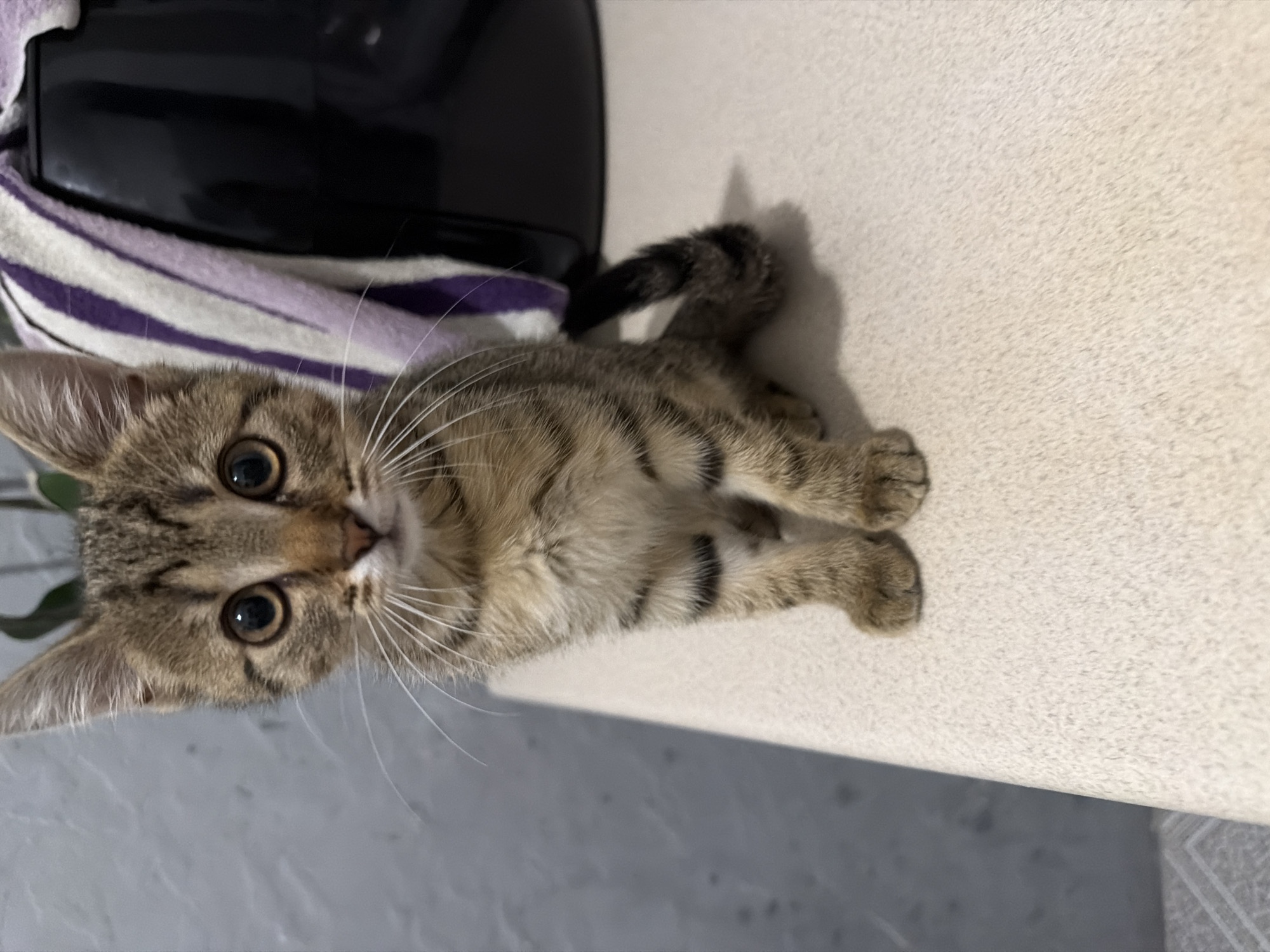 A tabby kitten sits upright on a beige surface, facing the camera. The kitten has large, dark eyes with amber irises, and prominent whiskers. Its fur is a mix of brown, black, and tan stripes. Behind the kitten, a black appliance is visible, partially covered by a striped towel with purple and white bands. The background on the left is a gray, textured wall. The kitten's paws are tucked beneath it, and its tail curls slightly behind. The overall environment suggests an indoor setting.
