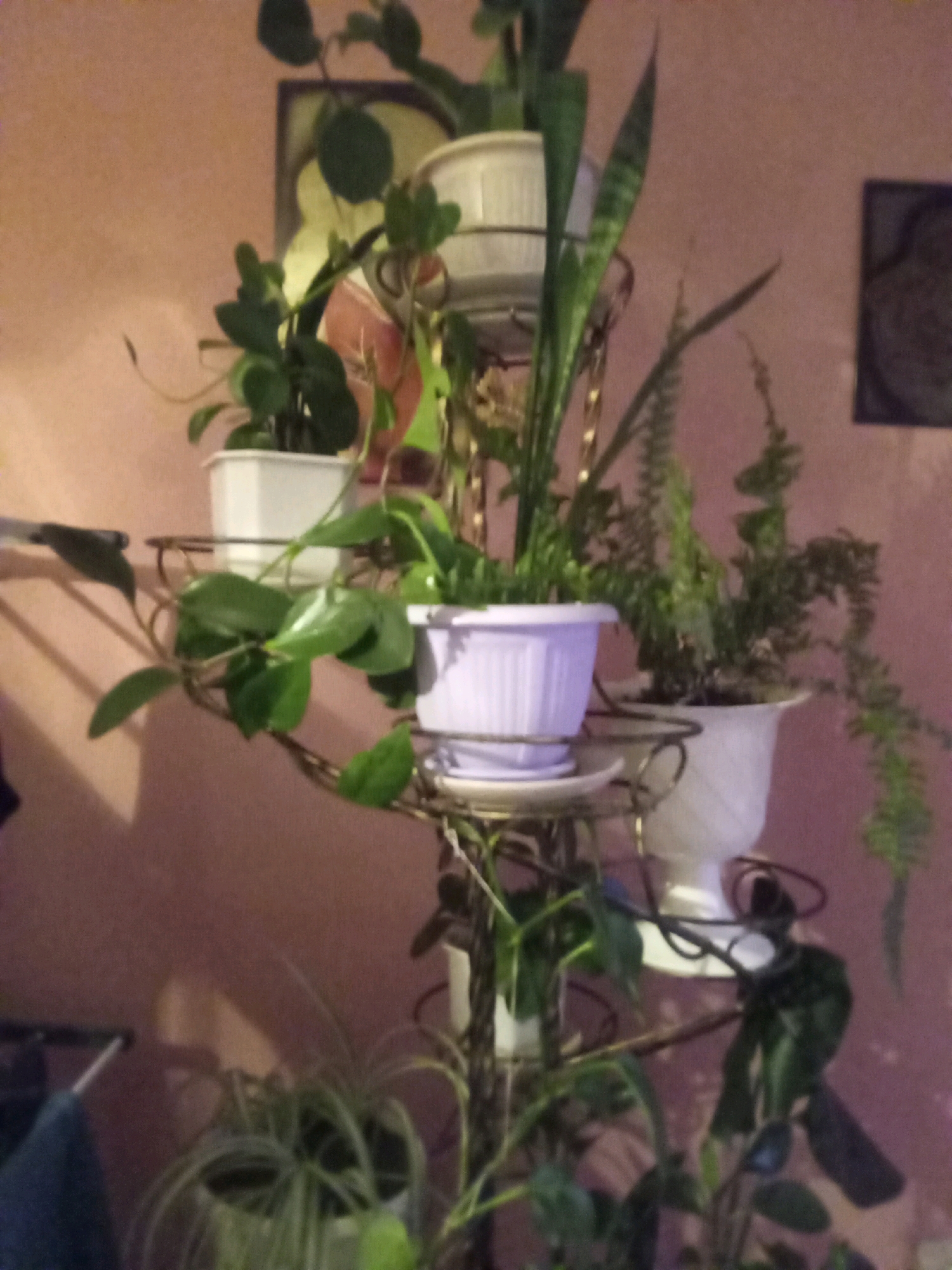 The image depicts an indoor scene with a tiered plant stand holding several potted plants. The plant stand is ornate and metallic, with multiple levels. On the top tier, a white pot contains a snake plant. Below it, another white pot holds a plant with thick, fleshy leaves. A third tier features a white pot with a plant that has heart-shaped leaves and long, trailing vines. On the bottom tier, a white pot contains a spider plant with thin, variegated leaves. The background appears to be a textured, pinkish wall. The lighting is dim, creating shadows and highlighting the plants. There is no indication of the specific location within Tiachiv, Ukraine, other than it being an indoor environment.