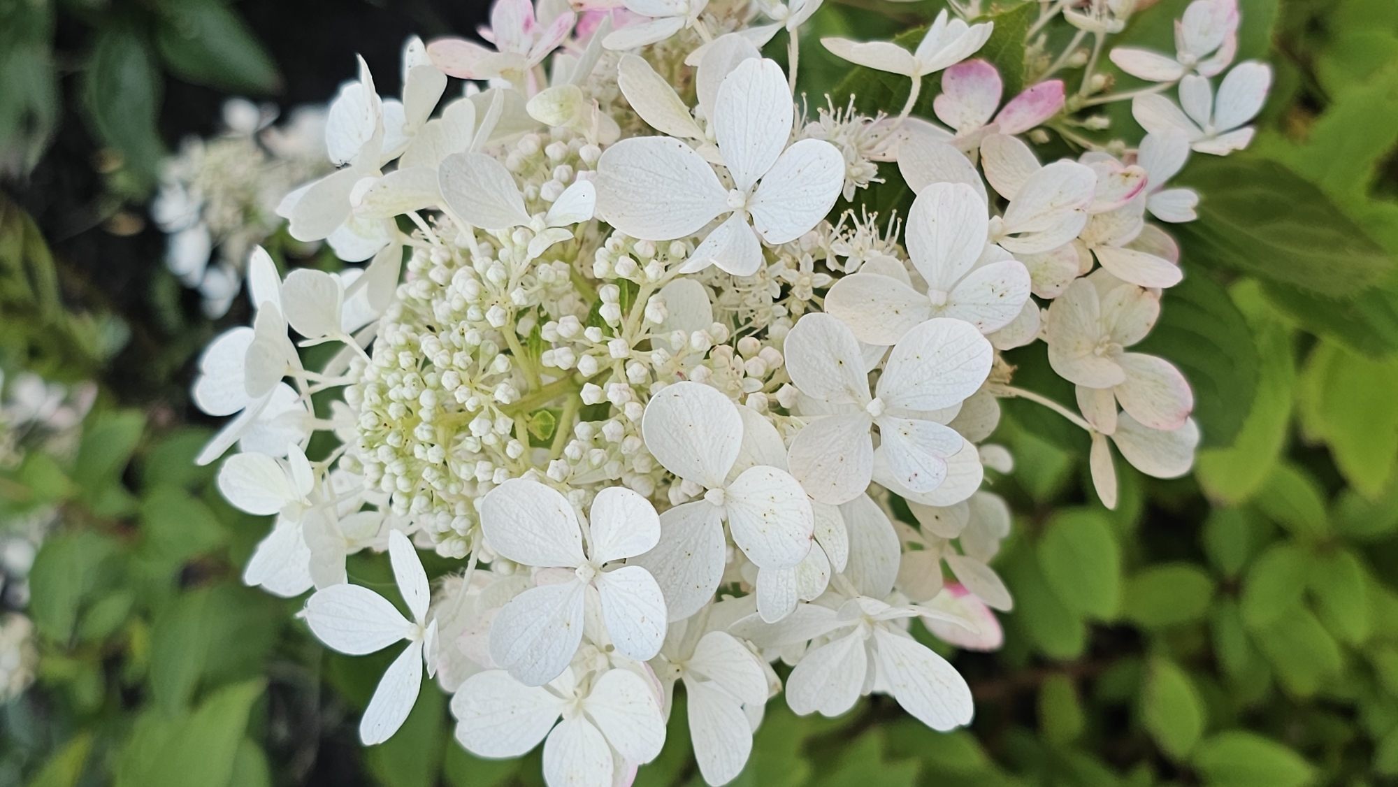 A close-up, vertical shot showcases a cluster of white hydrangea flowers with some developing pink edges, set against a blurred background of lush green foliage. The flowers are predominantly white, with delicate petals that display a slightly textured surface and subtle veining. Some of the florets in the center of the cluster are small and pale green, hinting at the flowers' developmental stage. The image captures the intricate details of the bloom, including small specks of brown on some of the white petals. The depth of field is shallow, ensuring that the flowers are in sharp focus while the surrounding leaves are softly diffused. The lighting appears natural and even, highlighting the soft textures and delicate colors of the subject. The overall impression is one of natural beauty and the subtle elegance of a flowering plant. The specific location in Romanovka, Russia is not discernible from the image itself.