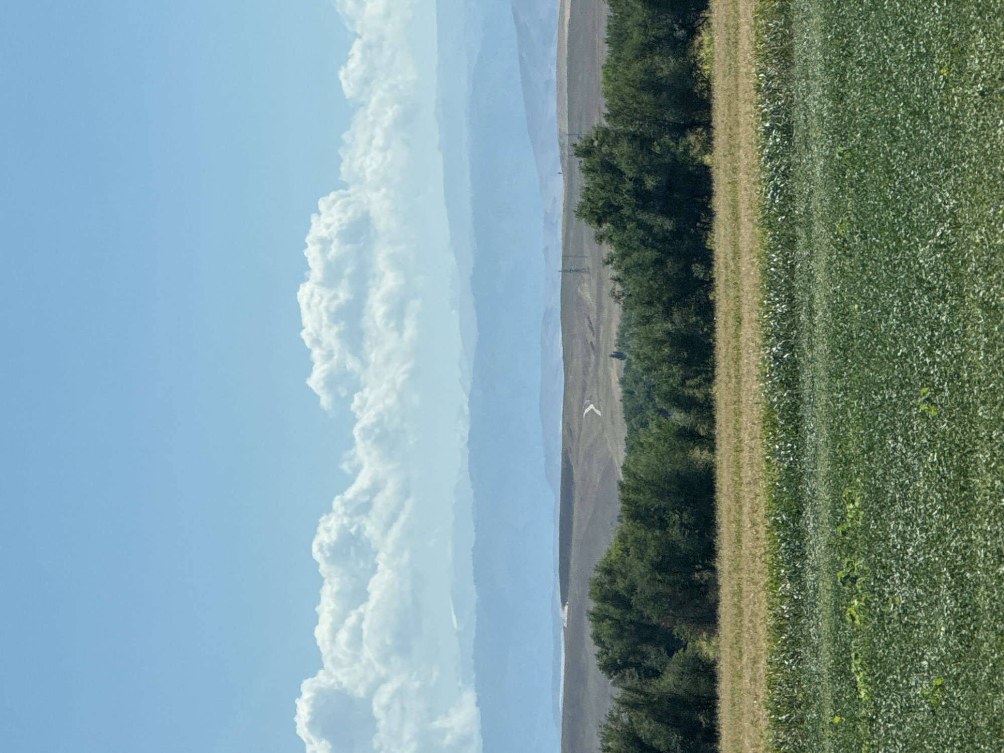 The image captures a rural landscape in the city of Qoilyq, Kazakhstan. In the foreground, there are agricultural fields with dense green crops, possibly soybeans, followed by a strip of lighter-colored crops, likely grain, and a line of trees. Beyond the trees, the land transitions to rolling hills with dry, brown vegetation. A dirt road winds through these hills, leading towards distant power lines. Further in the background, a range of hazy, blue mountains stretches across the horizon, with lighter blue mountain ranges layered behind them. The sky above is a clear, bright blue, punctuated by large, fluffy white clouds. The overall impression is one of a vast, open countryside under a sunny sky.