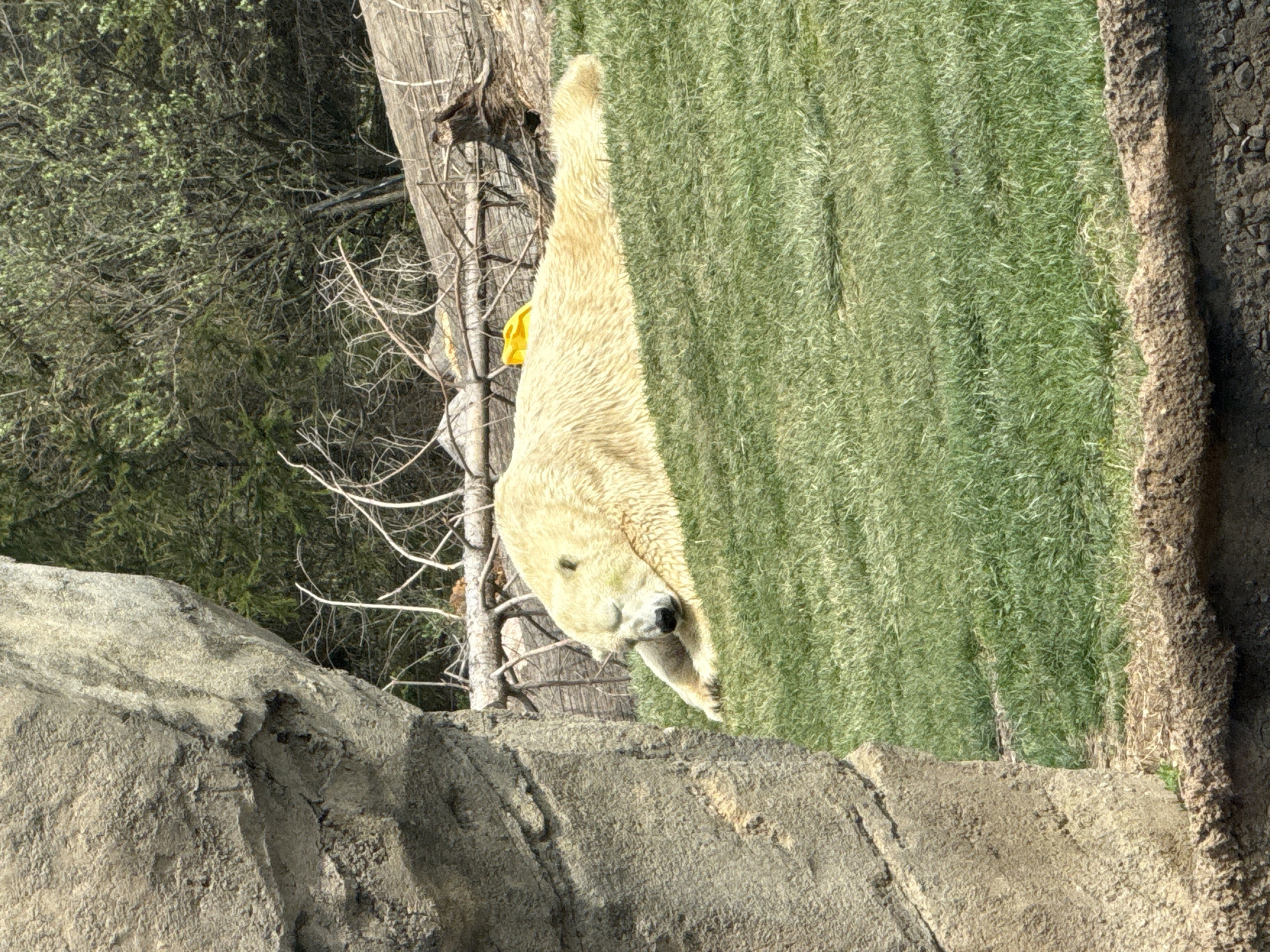 A tilted eye-level shot depicts a polar bear in an enclosure at the Columbus Zoo and Aquarium in Powell, Ohio, USA. The bear, partially visible, rests its head close to a rock formation in the foreground. The rest of its body extends towards a grassy area adjacent to a fallen log. Some trees are visible in the background.