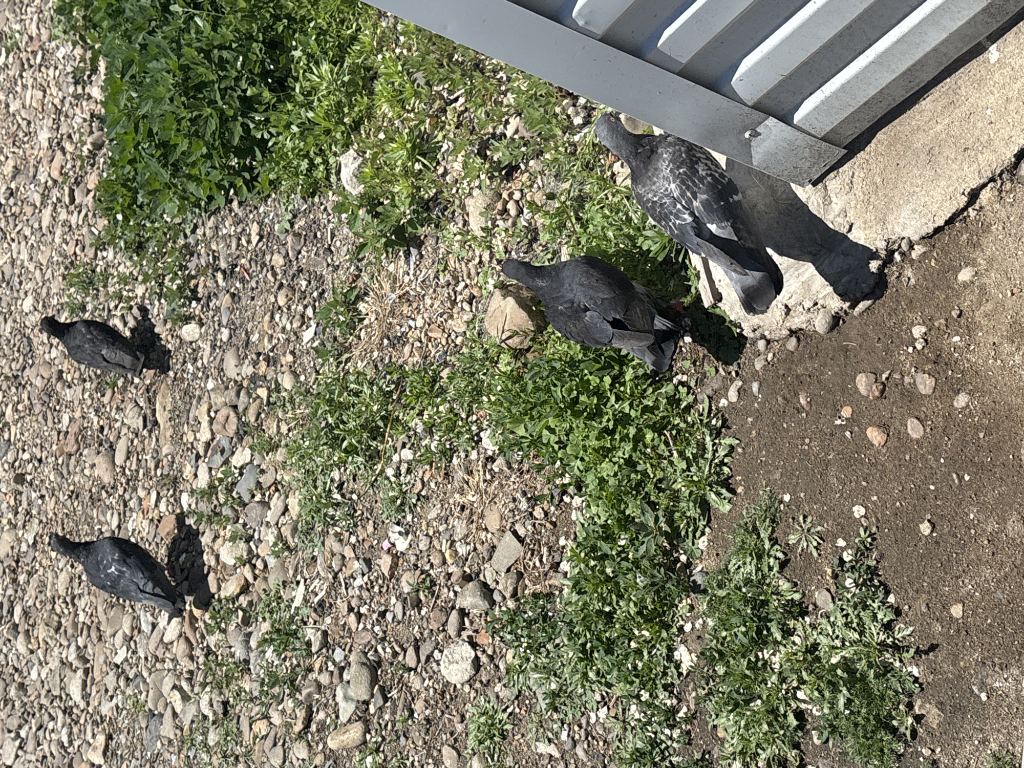 The image captures an overhead view of four pigeons on a patchy ground consisting of gravel, dirt, and green weeds. The scene is brightly lit by direct sunlight, creating distinct shadows.
Three of the pigeons appear very dark, almost black, and are positioned towards the left and center of the frame, lying down on the gravelly ground. One dark pigeon is in the bottom left, another is slightly above it, and a third is in the central lower portion, near a small rock. The fourth pigeon, located towards the upper right, is a common rock dove with grey and black patterned feathers on its wings and body. This pigeon is standing near the base of a grey metal structure, possibly a vent or panel, which sits on a concrete slab. Its shadow is cast on the concrete and gravel.
The ground transitions from loose gravel and small stones on the left to areas with dense green plants and weeds. A concrete edge separates the vegetated area from a dirtier, possibly muddier patch in the bottom right corner. The overall setting suggests an outdoor, somewhat unkempt area, likely in an urban or suburban environment. There is no visible text in the image.