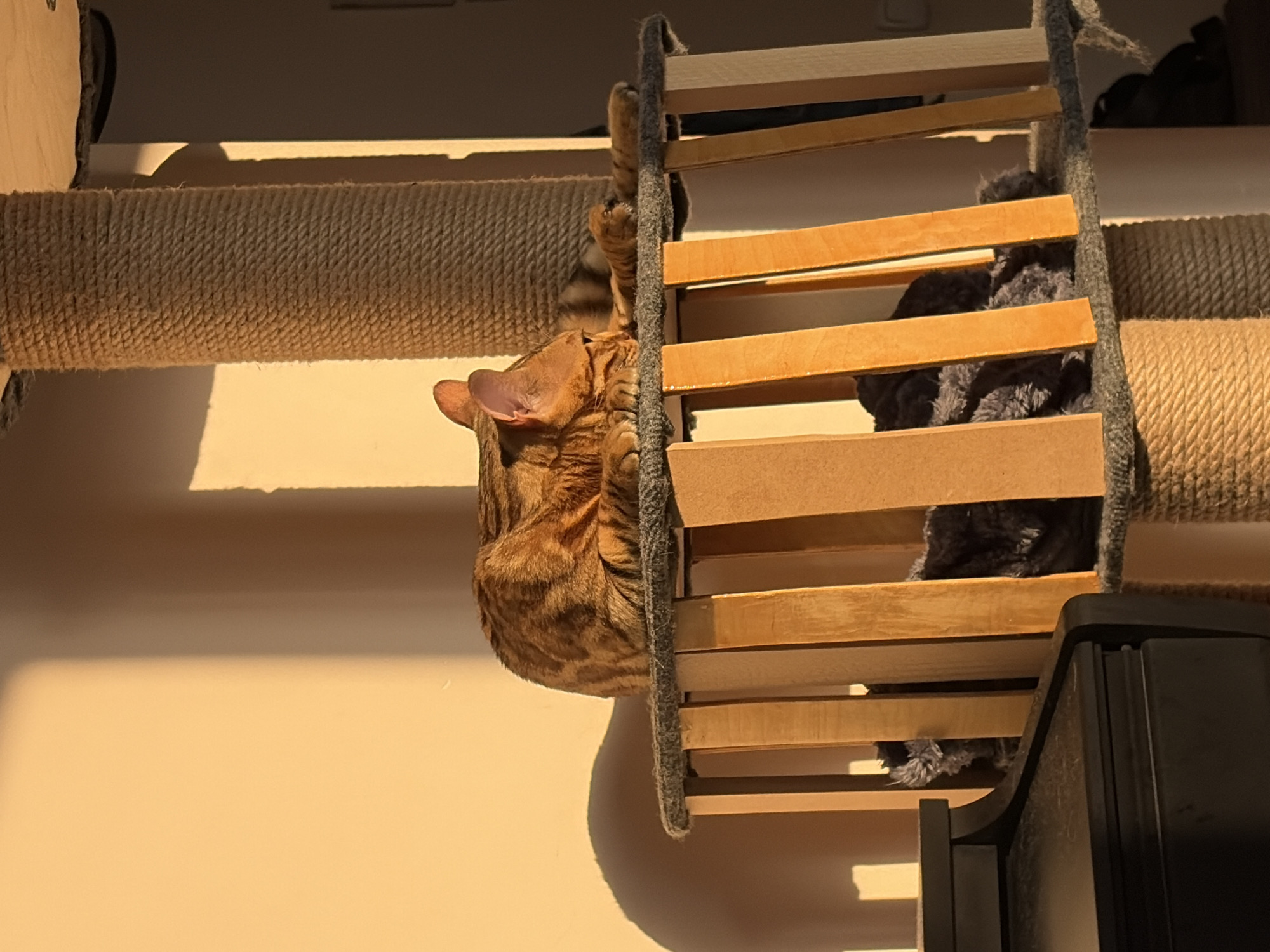 An orange tabby cat with dark stripes rests on a multi-level cat tree indoors. The cat is positioned on the upper platform, curled up with its head resting on its paws. The cat tree has a coarse, tan rope-wrapped support pillar and wooden perches. A dark, textured blanket or cushion is visible on a lower platform. Sunlight streams in from the left, casting a shadow of the cat and the cat tree onto a cream-colored wall. The lower left of the image shows the corner of a black object, possibly a piece of furniture. The overall environment appears to be a domestic interior. There are no people visible in the image.