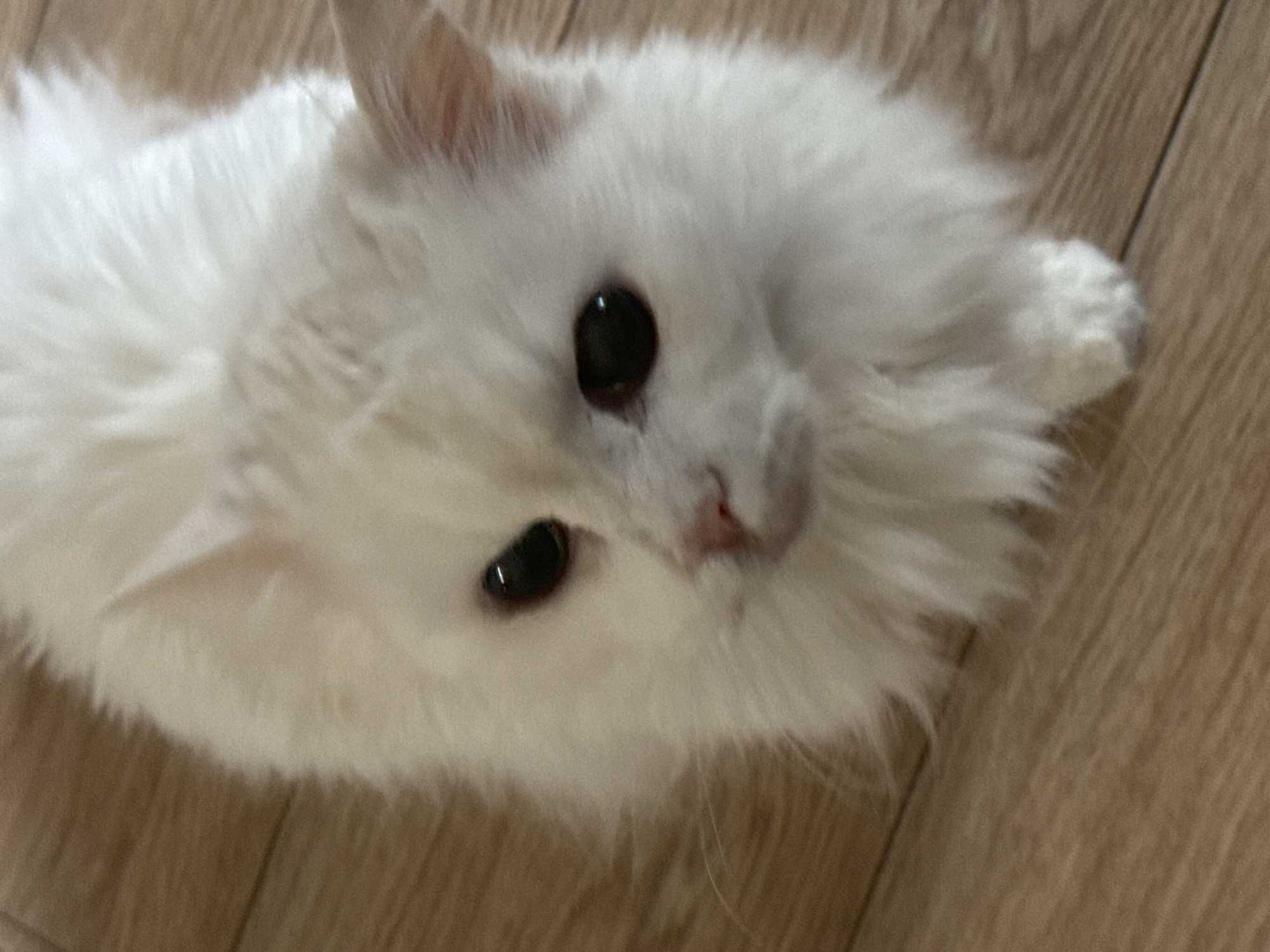 A fluffy white cat with dark eyes and a pink nose is lying on a light brown wooden floor. The cat is facing the camera, with its head tilted slightly to the left. The lighting is natural, suggesting it is daytime. The background is out of focus, but appears to be an indoor setting. There is no indication of the cat's location within Zelenograd, Russia, as the image provides no contextual clues beyond the subject itself.
