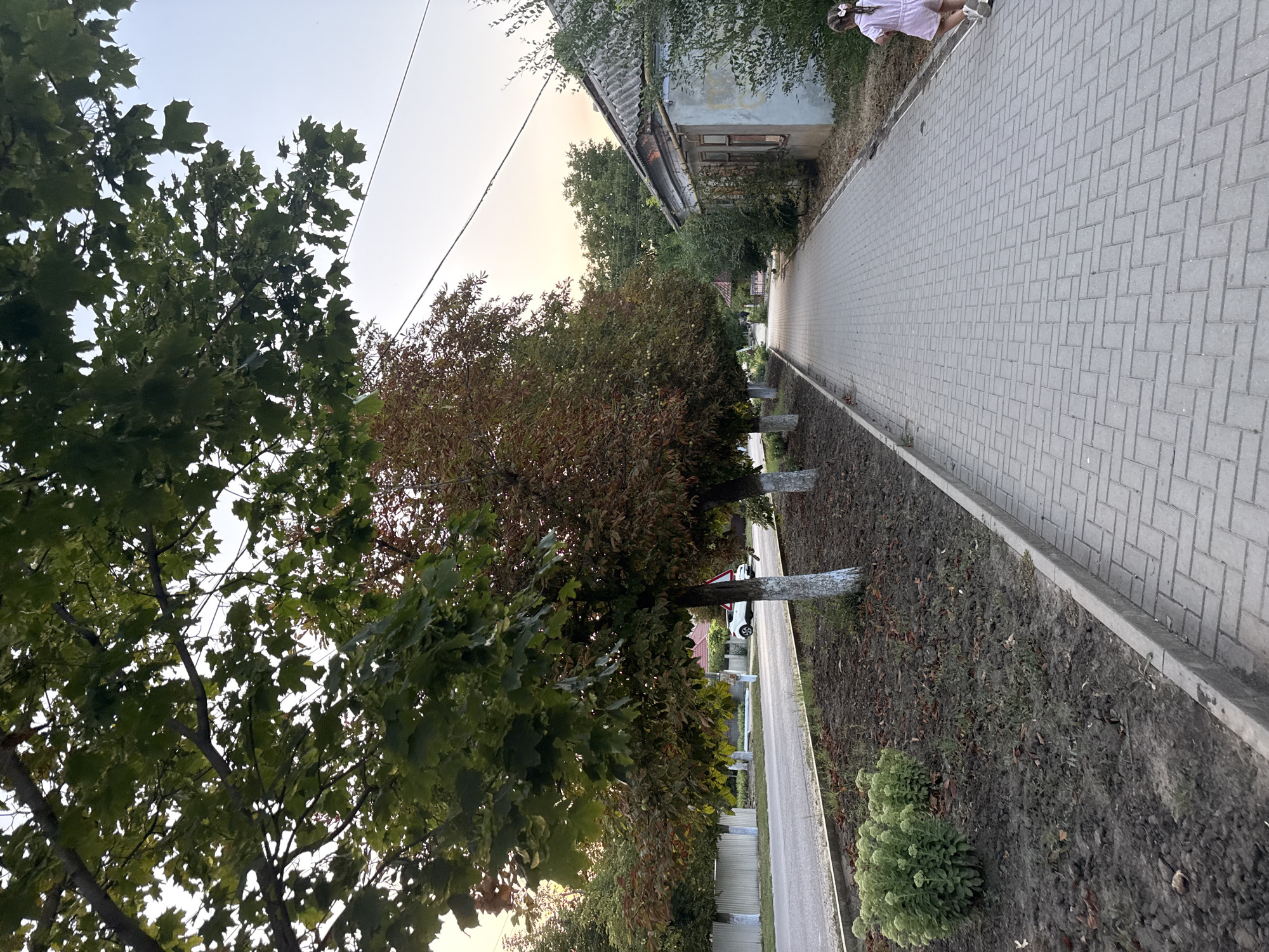 In Basarabeasca, Moldova, a paved sidewalk lines a tree-lined street. The trees, some with green leaves and others with reddish-brown foliage, stand along the edge of the street. The sidewalk is bordered by a dirt and grass verge with some low-lying plants and fallen leaves. On the right side of the sidewalk, a small, weathered building with a tiled roof is visible, partially obscured by overgrown green bushes. A young girl wearing a light pink romper and white sneakers is walking away from the camera on the sidewalk, her brown hair tied in pigtails. In the distance, a white car is parked on the street, and power lines stretch across the sky. The scene appears to be set during late afternoon or early evening, with the sky displaying a soft gradient of pale yellow and blue.