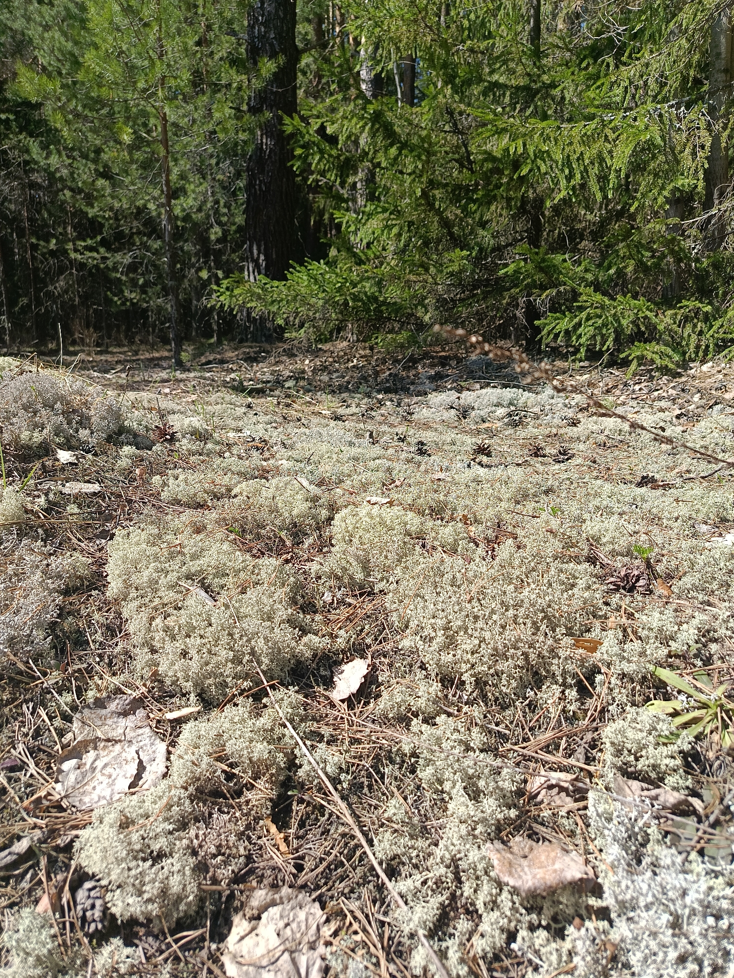 The image depicts a forest floor in Chaikovsky, Russia, densely covered with reindeer lichen (Cladonia rangiferina). Scattered throughout the lichen are fallen leaves, pine needles, and small twigs. In the background, a mix of coniferous trees including pines and spruces rises up. Sunlight filters through the trees, illuminating the lichen in the foreground.