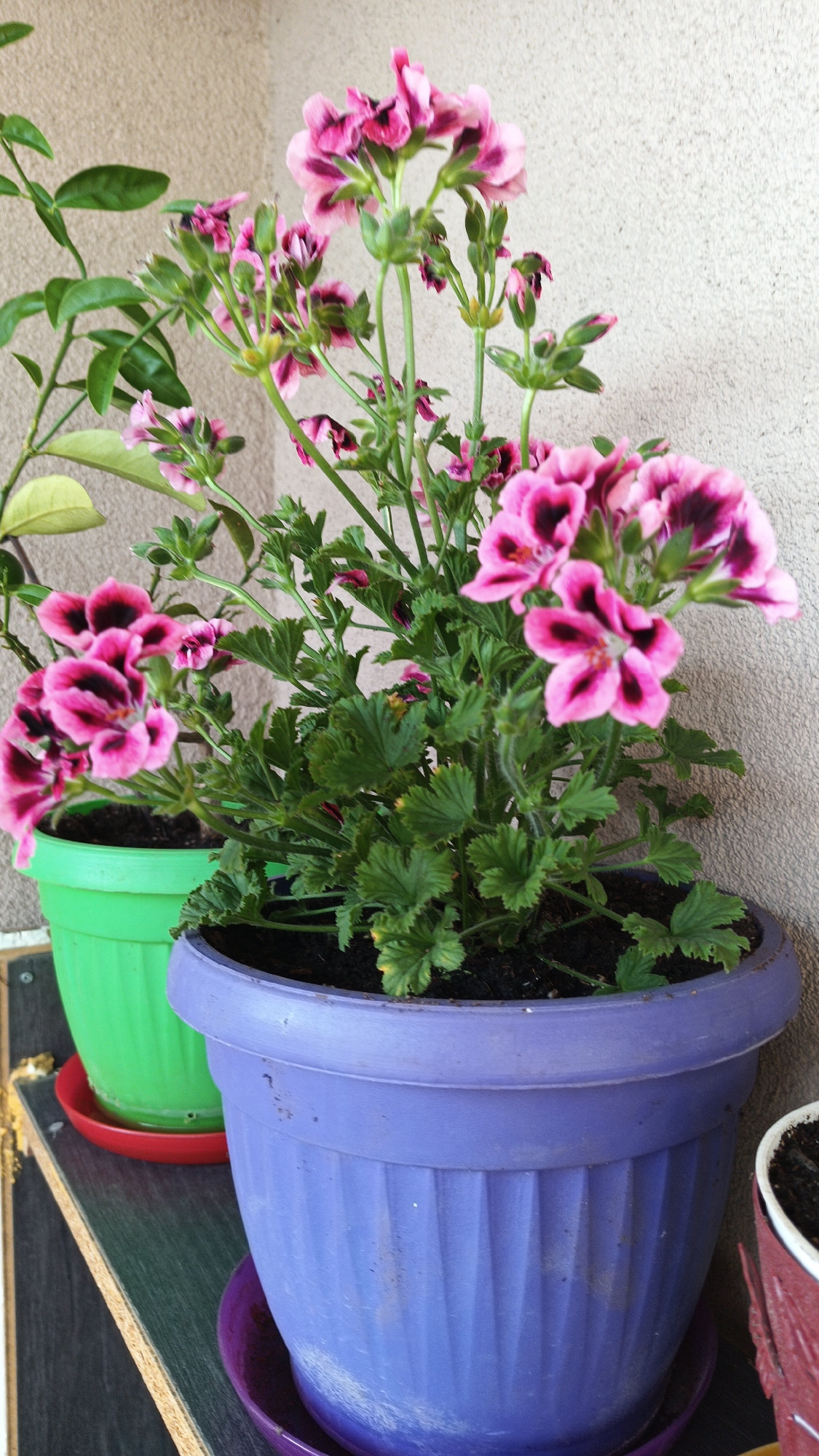 Two potted flowering plants stand on a shelf against a light-colored wall. The larger plant, in a purple pot, displays blooms with pink petals and dark centers. The second plant, in a green pot, has similar flowers and is positioned behind the first. A third pot is partially visible on the right. The plants are in Karnobat, Bulgaria.