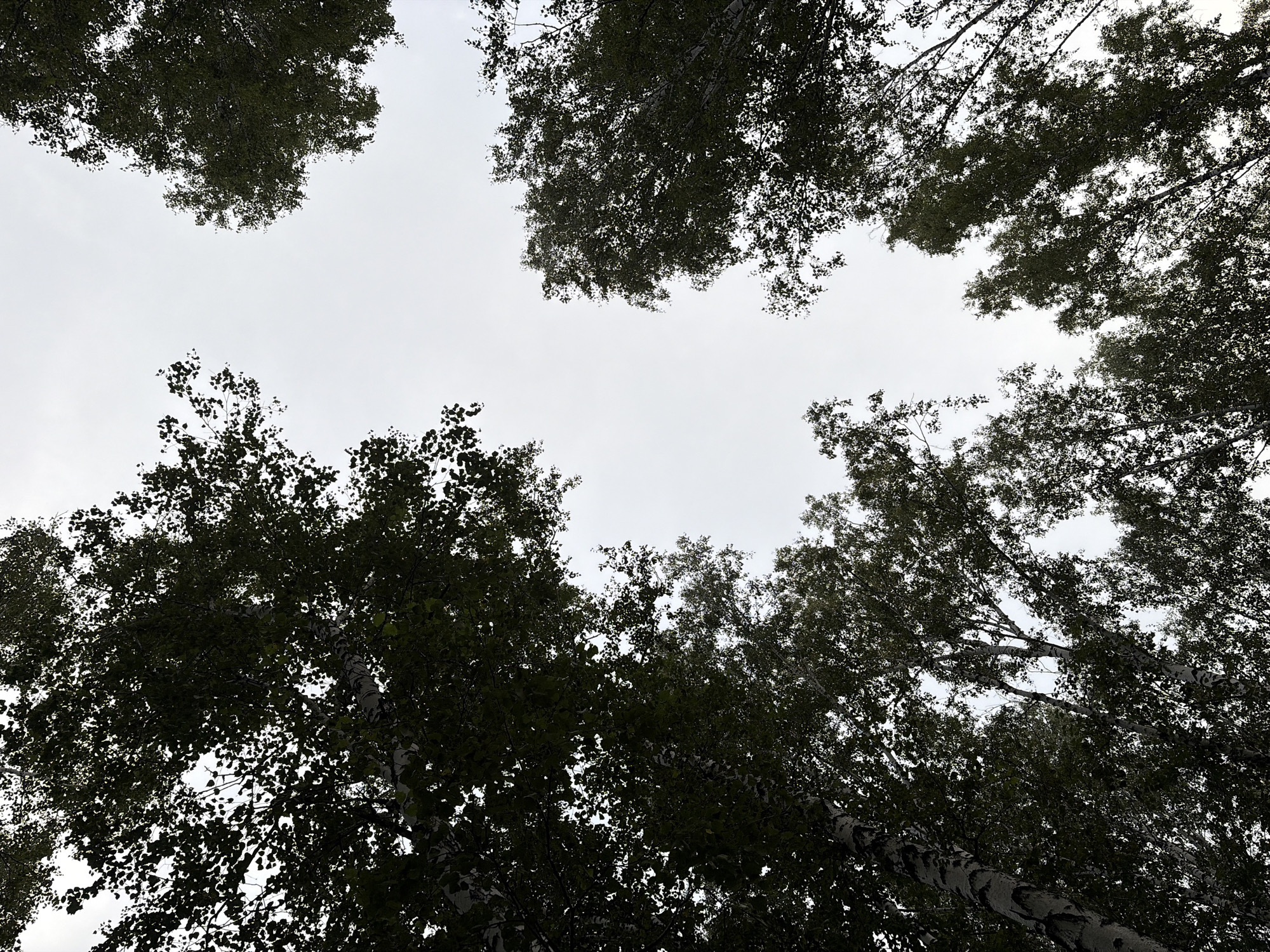 The image is a low-angle shot looking up through the canopy of birch trees towards an overcast sky. The leaves are dark green, suggesting they are in full foliage. The characteristic white bark of the birch trees is visible in several places, particularly on the left side of the frame. The sky is a uniform light gray, indicating a cloudy or hazy day. The composition creates a framed view of the sky, with the trees forming a natural border. There are no people or animals visible in the image, and no man-made objects other than what might be implied as being part of the natural setting. The scene appears to be a park or a wooded area within a city. Given the context of Chelyabinsk, Russia, this scene could be from a park like Gagarin Park or the Tsentralny Park of Culture and Recreation, or any other green space within the city. The image captures a moment of natural tranquility, looking upwards from beneath the trees.