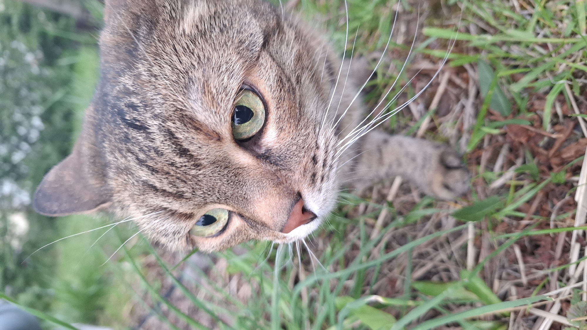 A close-up, slightly angled view features a tabby cat with green eyes and a pink nose. The cat is positioned outdoors, with grass and some dead leaves visible in the background. The location is not identifiable from this image.