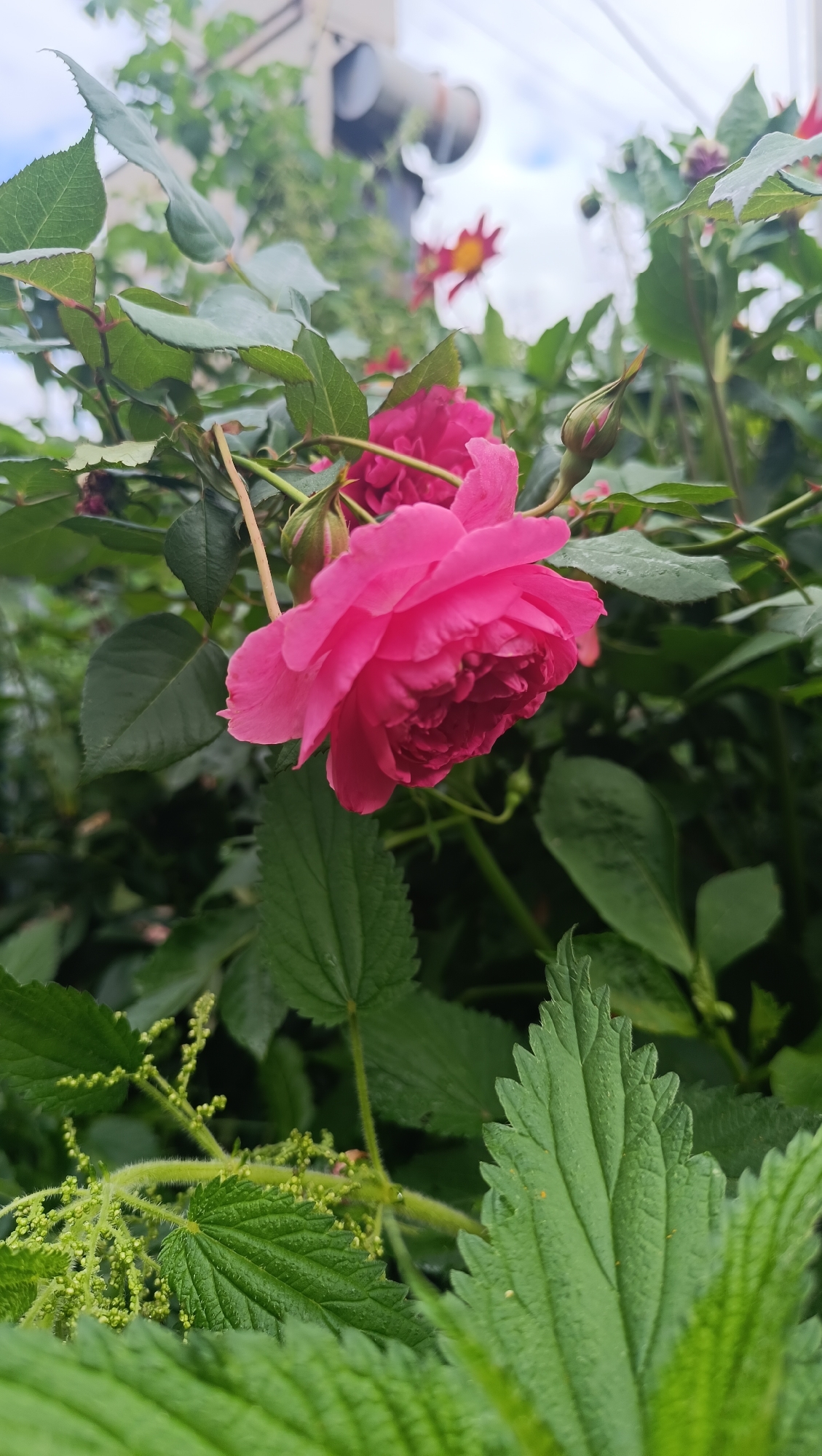 A close-up, eye-level, vertical shot focuses on a vibrant pink rose bloom with multiple layers of petals. The rose is positioned in the upper right quadrant of the frame, slightly off-center. To the left and slightly behind the main bloom, another pink rosebud is visible, along with a few other unfocused pink flowers in the background. The foreground is dominated by lush green foliage, including the serrated leaves of what appears to be nettle. The background is a soft blur of green leaves, a light-colored pole with two dark circular objects attached, and a hazy sky with some clouds. No people or animals are present. The image does not provide any specific information about the city of Karsha, Russia, or any particular location within it.