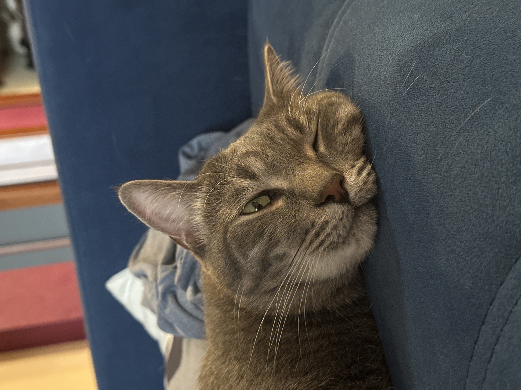 A grey tabby cat is resting its head on a blue, textured couch. The cat's left eye is slightly open, and its whiskers are prominent. The scene appears to be indoors.