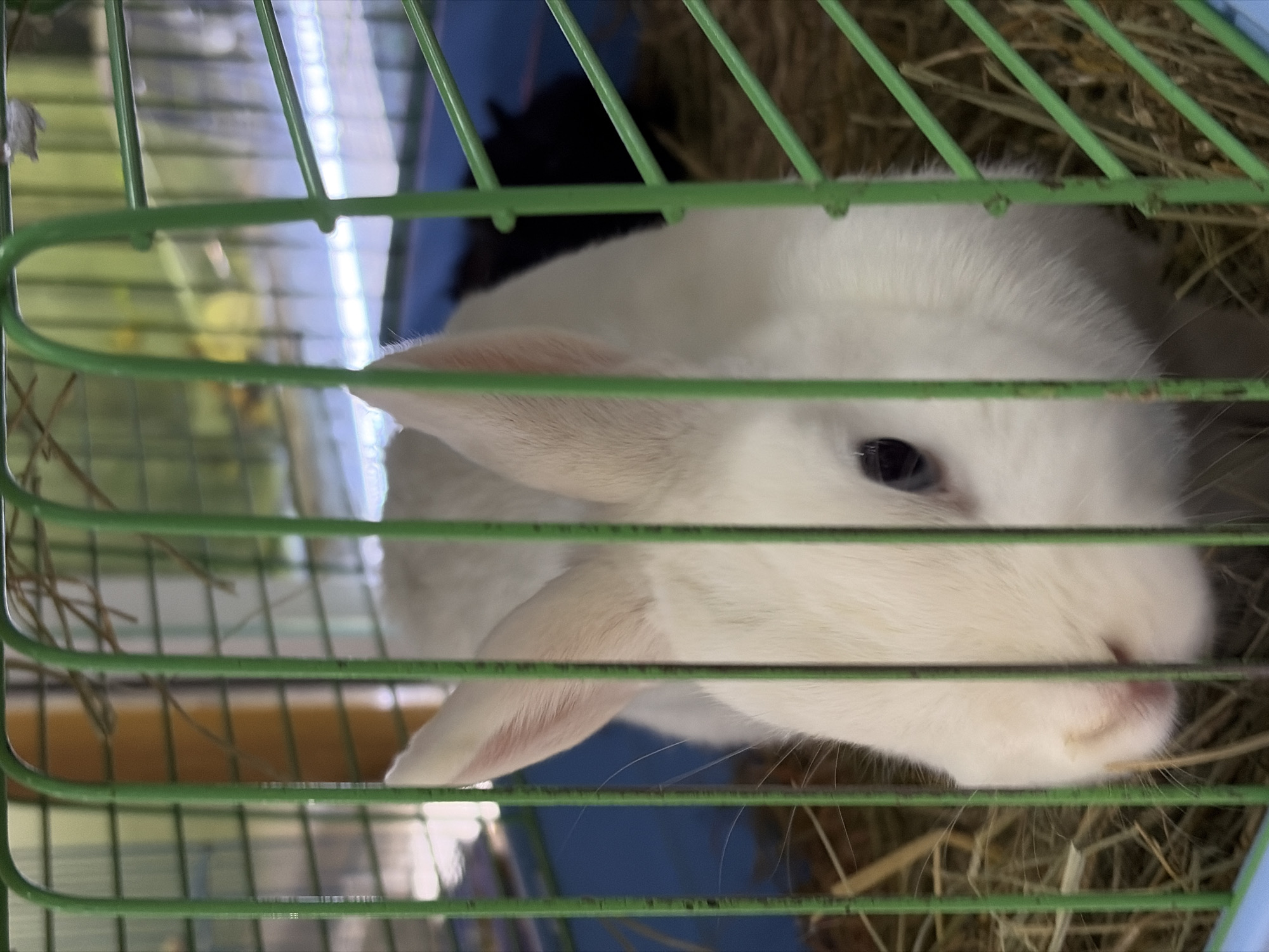 A white rabbit rests in a green wire cage. The cage contains hay, and a blue surface is visible beneath the hay. Another object, appearing black, is situated behind the rabbit. The location of the photo is unknown.