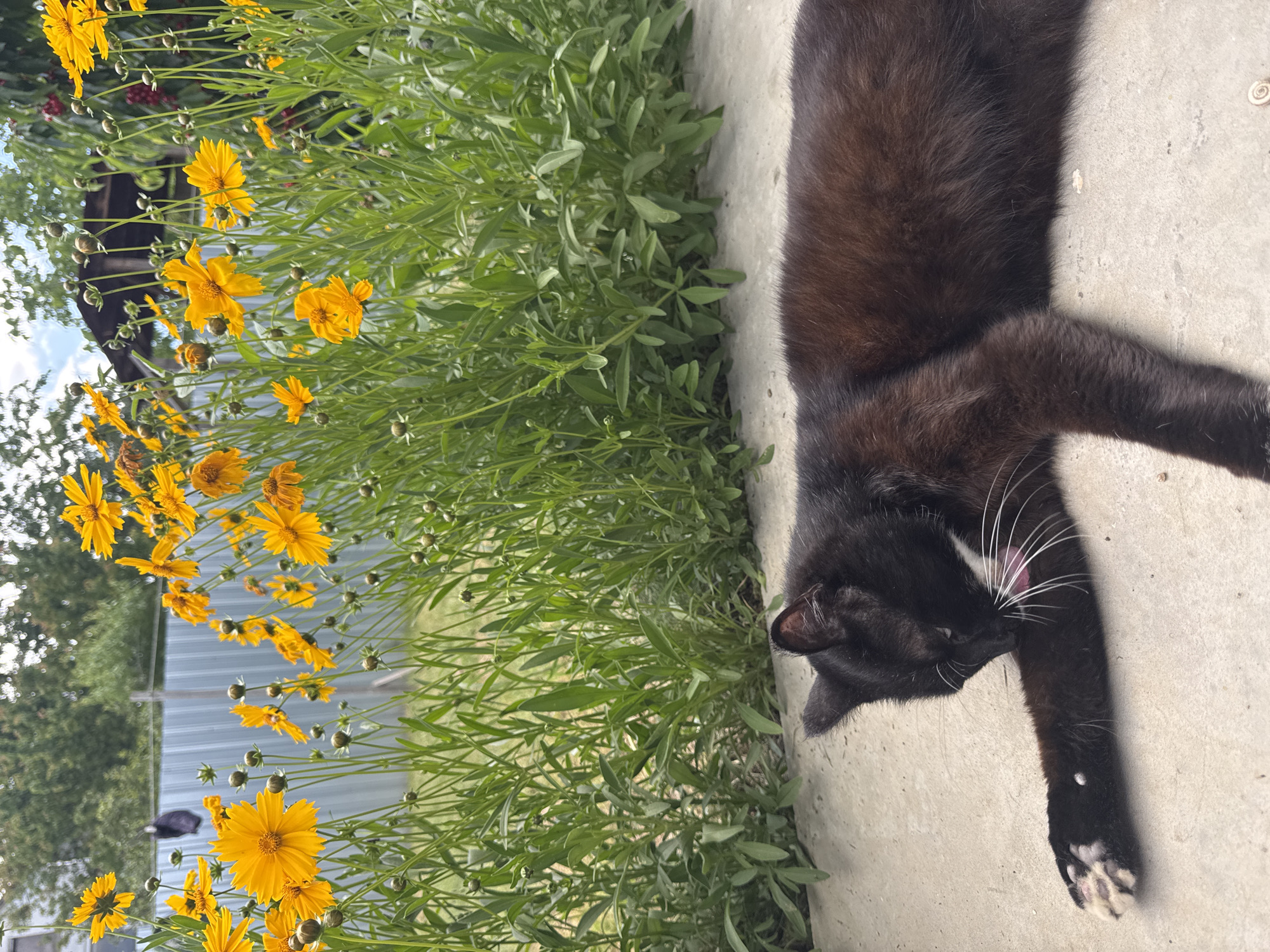 A black cat with white paws and whiskers is lounging on a concrete surface next to a patch of bright yellow flowers and green foliage. The cat is lying on its side, with its head turned to the left, appearing to be grooming its paw. The yellow flowers are in full bloom, with some buds also visible. The background shows a blurred metal fence and some greenery. The scene suggests a warm, sunny day in a garden or outdoor setting. The overall mood is peaceful and relaxed, highlighting the cat's contentment in the natural environment. No visible text is present in the image.