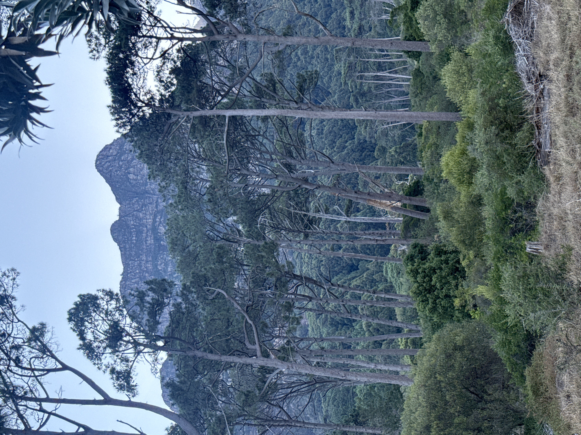The image captures a scene in Cape Town, South Africa, featuring Table Mountain in the background. The landscape is dominated by tall, slender trees, some with bare branches, interspersed with green foliage. In the foreground, there is dry, grassy vegetation. The sky is a pale blue, and the overall lighting suggests it is daytime. No people or animals are visible.