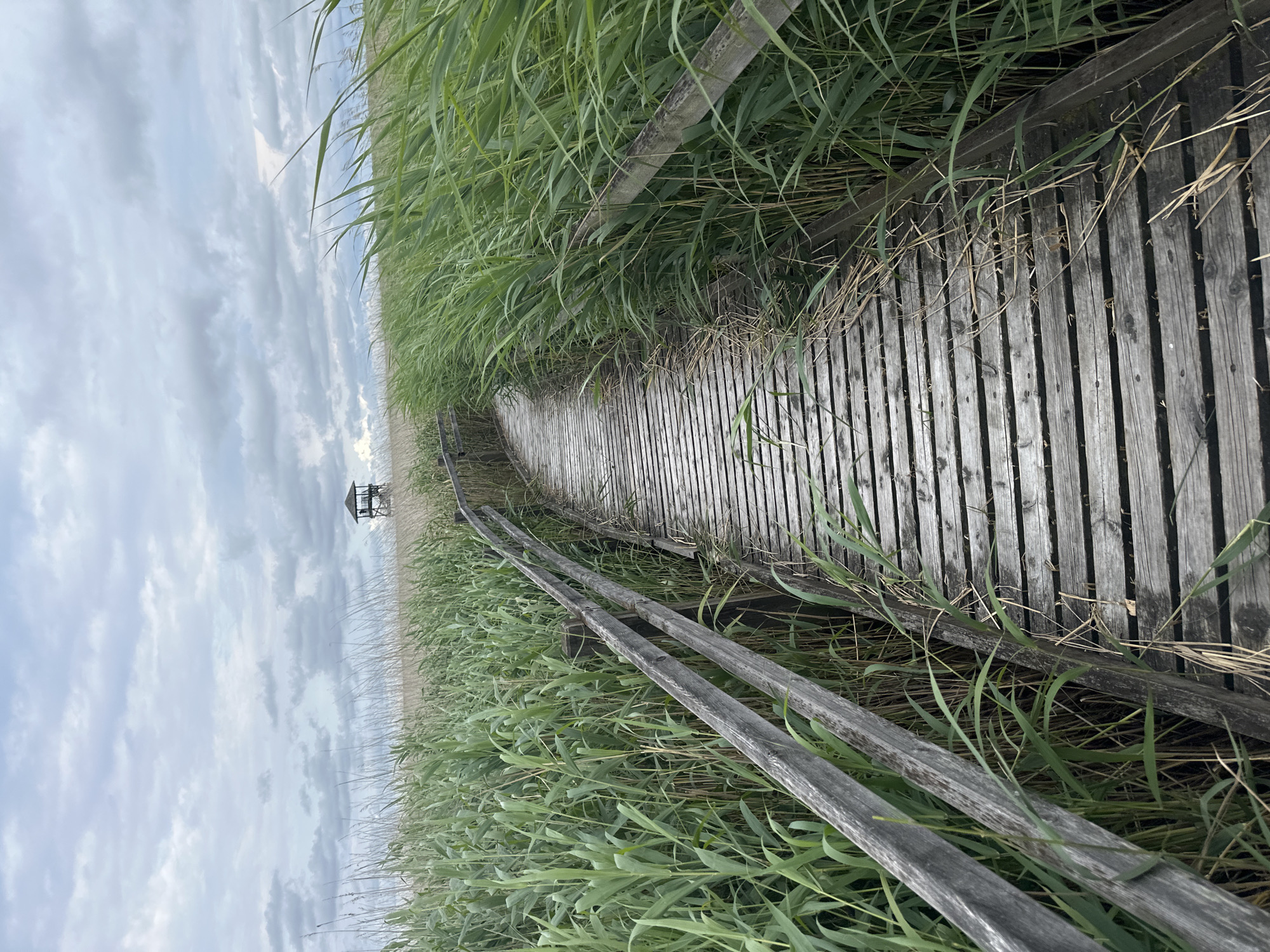 A wooden boardwalk curves through tall green reeds under a cloudy sky. In the distance, a small wooden observation tower stands on a slightly elevated grassy plain. The boardwalk is weathered and shows signs of age, with some dry reeds and grass littering its surface. The wooden railings on either side of the boardwalk are also aged and weathered. The scene is natural and serene, likely a protected wetland area. This location is in Liepaja, Latvia, specifically in the Liepaja Lake area, known for its bird watching opportunities and natural landscapes.