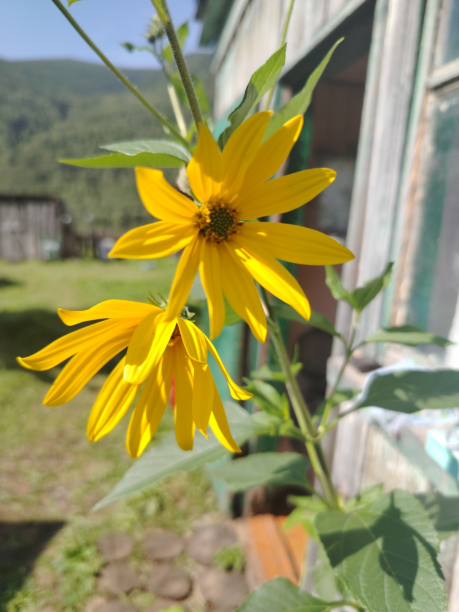 Two bright yellow flowers, likely Jerusalem artichokes, are the primary subjects in this outdoor photograph. The flowers are in sharp focus, with their petals catching the sunlight. One flower is positioned higher and slightly to the right, while a second, slightly smaller flower hangs below and to the left, its petals drooping. The background is softly blurred, revealing a green hillside in the distance under a clear blue sky. To the right of the flowers, a rustic wooden structure, possibly a house or shed with a weathered, pale green painted exterior, is visible. The overall setting appears to be rural, with hints of a grassy area and what might be stepping stones in the foreground. The scene is captured on a sunny day. No people are present in the image. The location is described as Iodro, Russia.