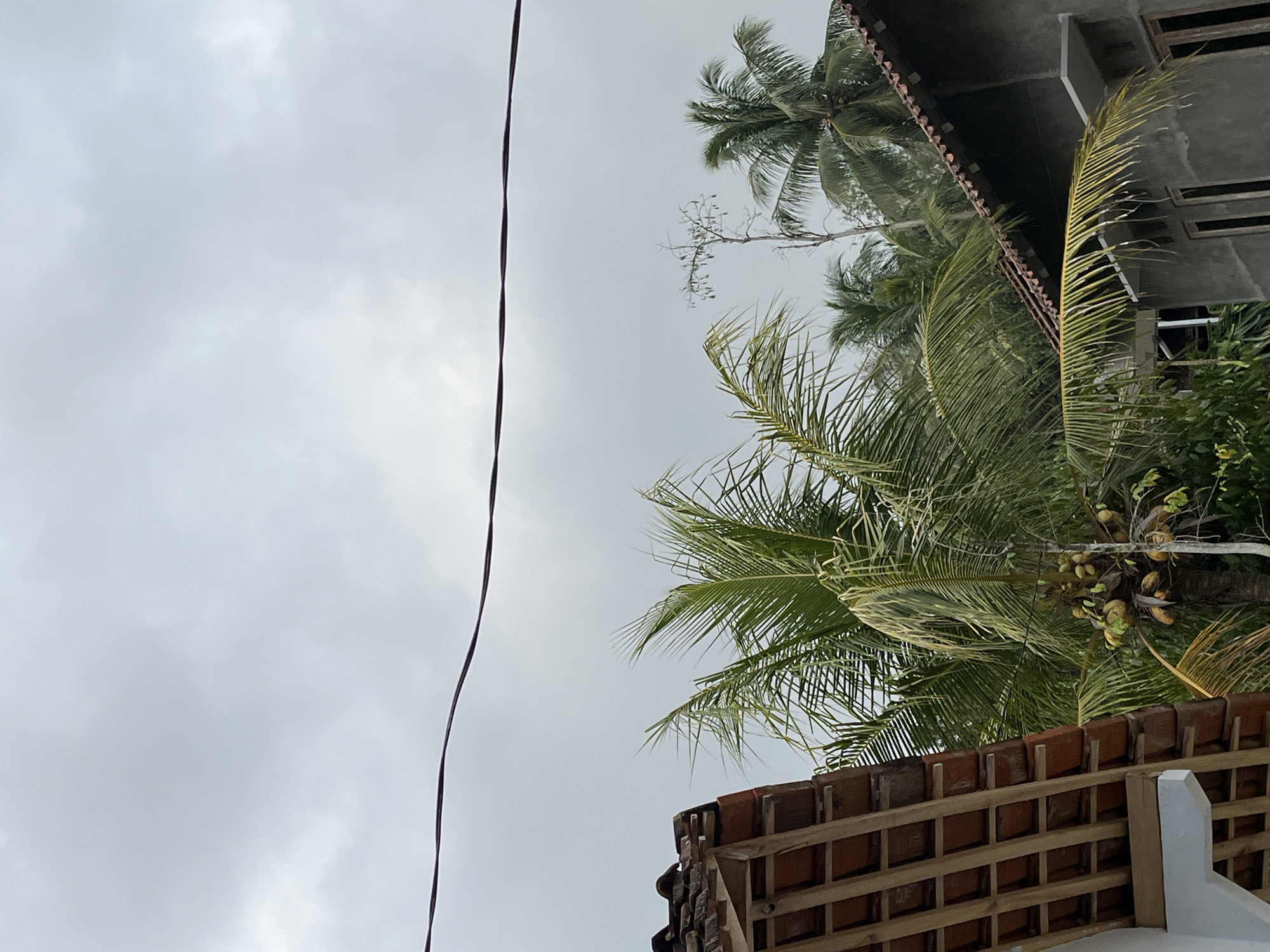 In Kemangguhan, Indonesia, on a cloudy day, a low-angle shot captures a rooftop, palm trees, and a portion of a building. In the foreground left, the corner of a white building reveals the underside of a terracotta-tiled roof. To the right, a grey building's wall and a section of its tiled roof are visible. A thick black wire stretches horizontally across the upper portion of the frame. In the middle ground, a cluster of coconuts hangs from a palm tree, surrounded by lush green fronds. Behind the palm trees, a stark, leafless tree stands out against the overcast sky. The scene suggests a residential area with abundant tropical vegetation.