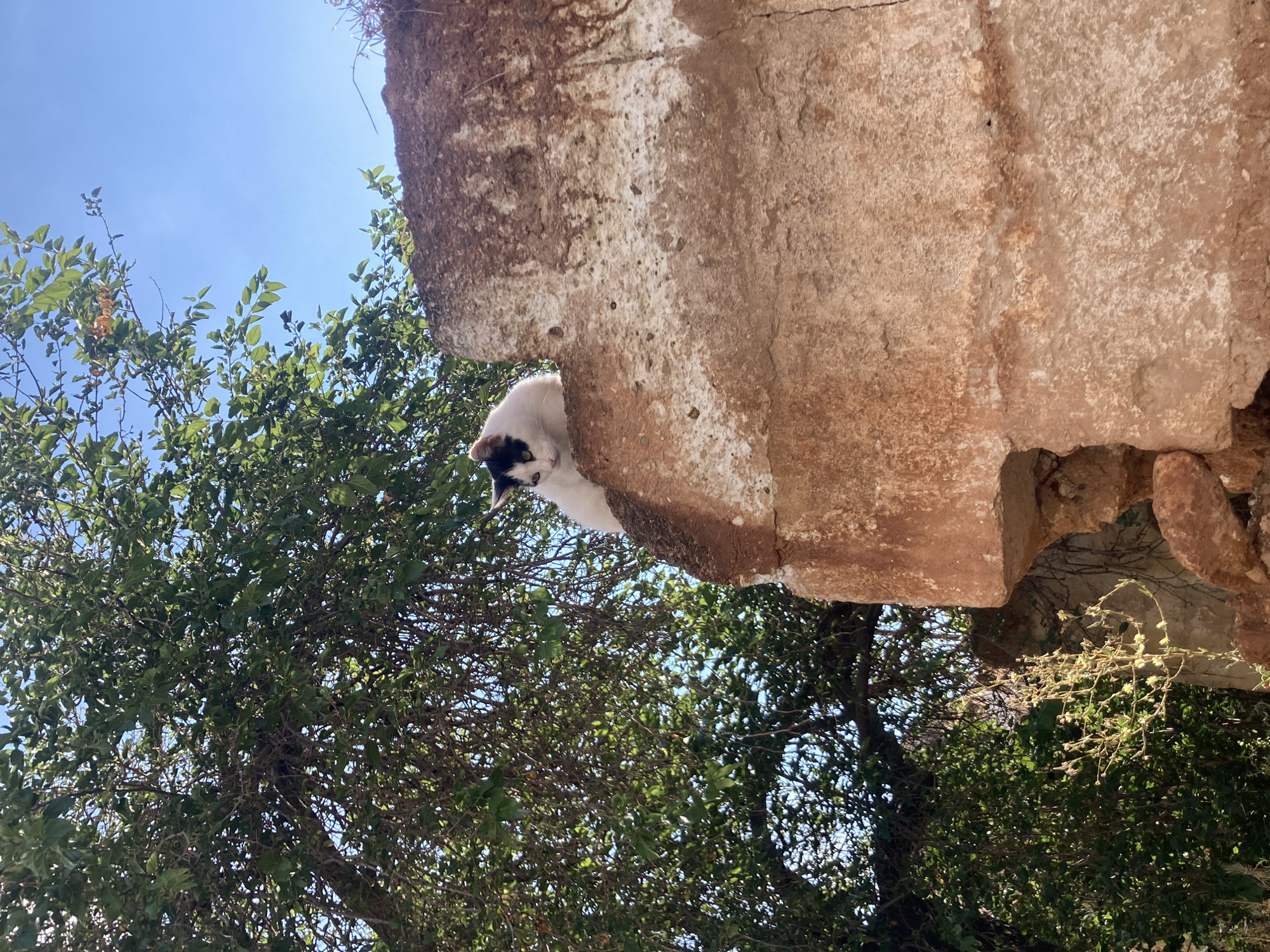 A black and white cat is perched on top of a rough, reddish-brown stone structure. The cat is facing left and appears to be looking down. Behind the cat and the stone structure is a lush green tree with dense foliage, its branches reaching upwards towards a clear blue sky. The stone structure is weathered and shows signs of age, with patches of white and streaks of darker coloration. The overall scene suggests an outdoor environment, possibly in a rural or historical area.