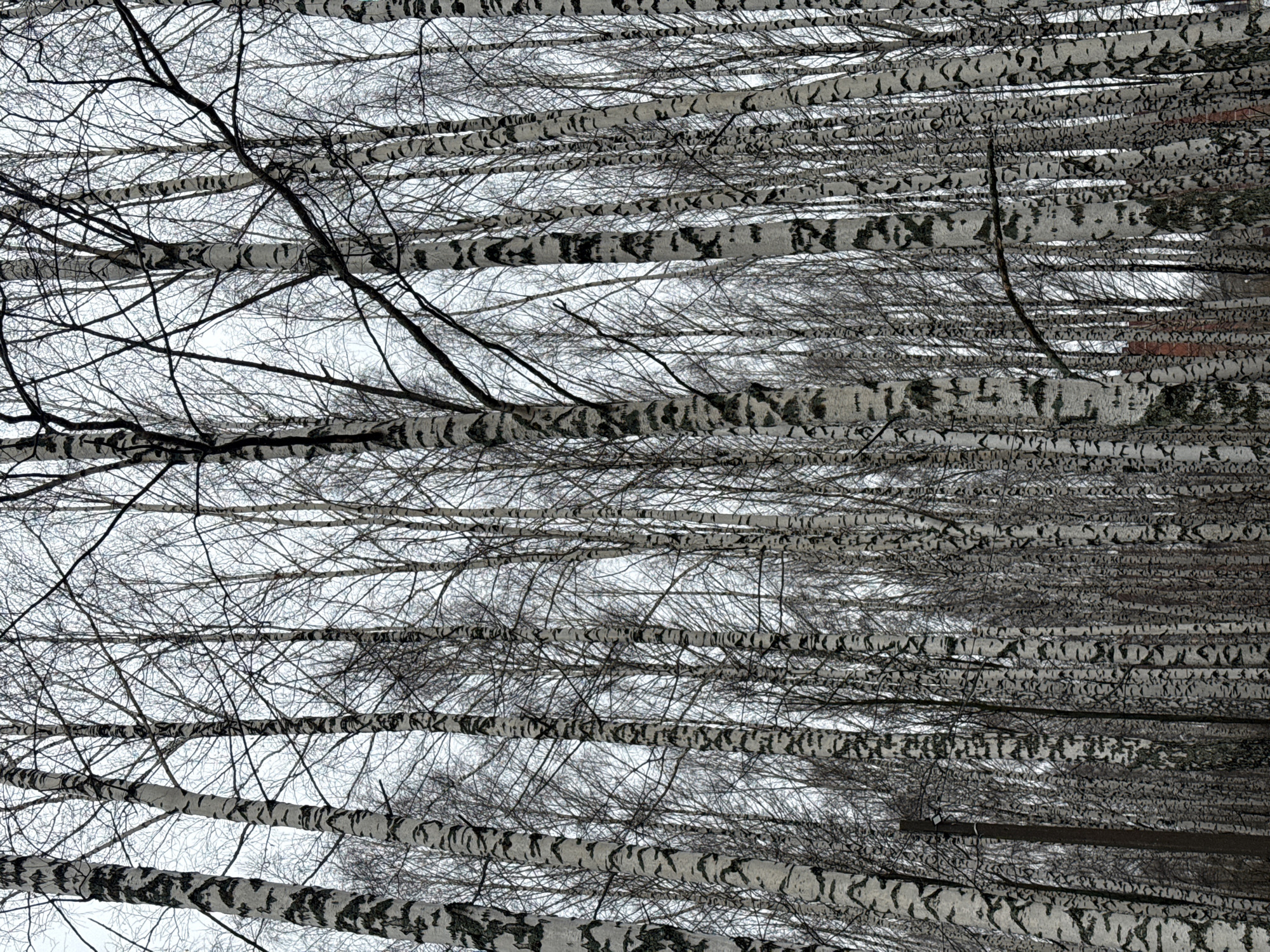 The image shows a dense birch forest. The trees are tall and slender, with white bark marked with black streaks. The branches are bare, suggesting it is either winter or early spring. The viewpoint is looking up through the trees towards the sky. The image may be taken in Chaikovsky, Russia. The composition is dense and repetitive, emphasizing the number and uniformity of the birch trees.