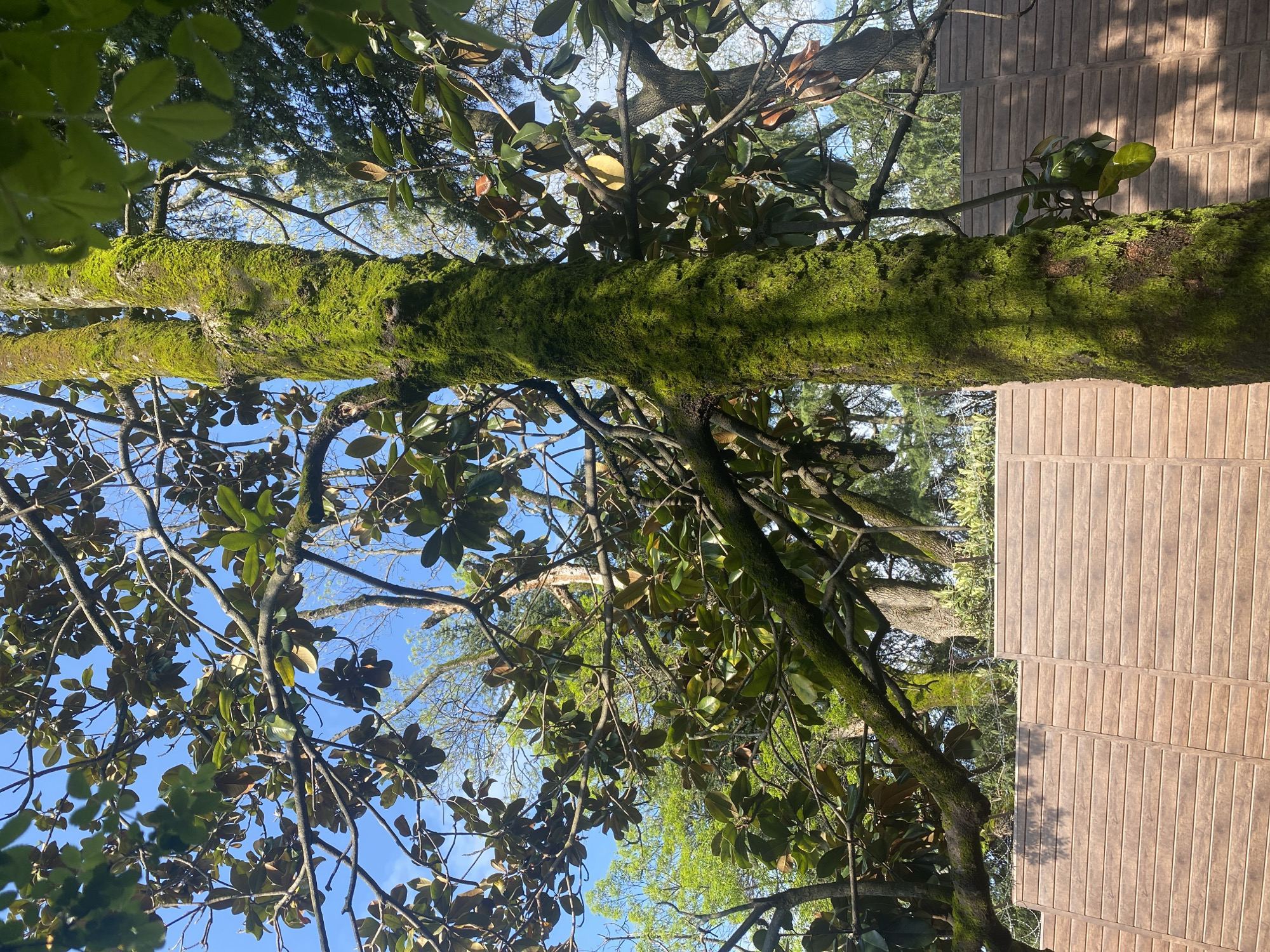 The image shows a tree with a moss-covered trunk in Sochi, Russia. The tree has numerous branches with green leaves, and the sky is visible through the branches. A building with vertically-aligned panels is located next to the tree.