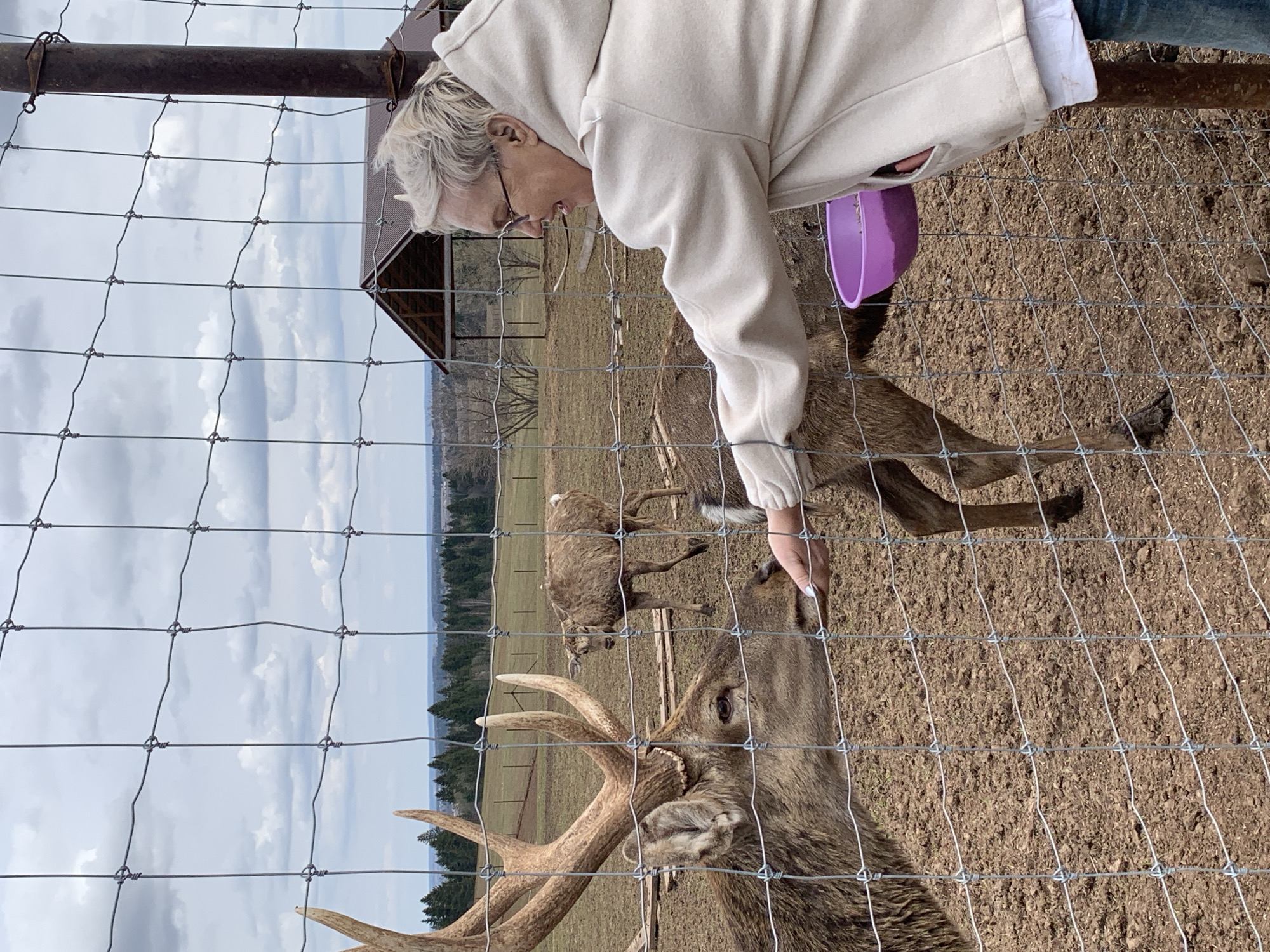 A medium shot, taken through a wire fence, depicts a woman in a beige hooded sweatshirt bent forward, hand extended, likely feeding one of several deer within an enclosure. The dominant deer in the foreground has substantial antlers. A purple bucket is visible near the woman's waist. The background reveals a field, some trees, and an overcast sky. A small building with a brown roof is also in the background. The ground inside the enclosure appears to be dirt or gravel. There is no evidence to indicate the location is the city of Stary Chultem, Russia.