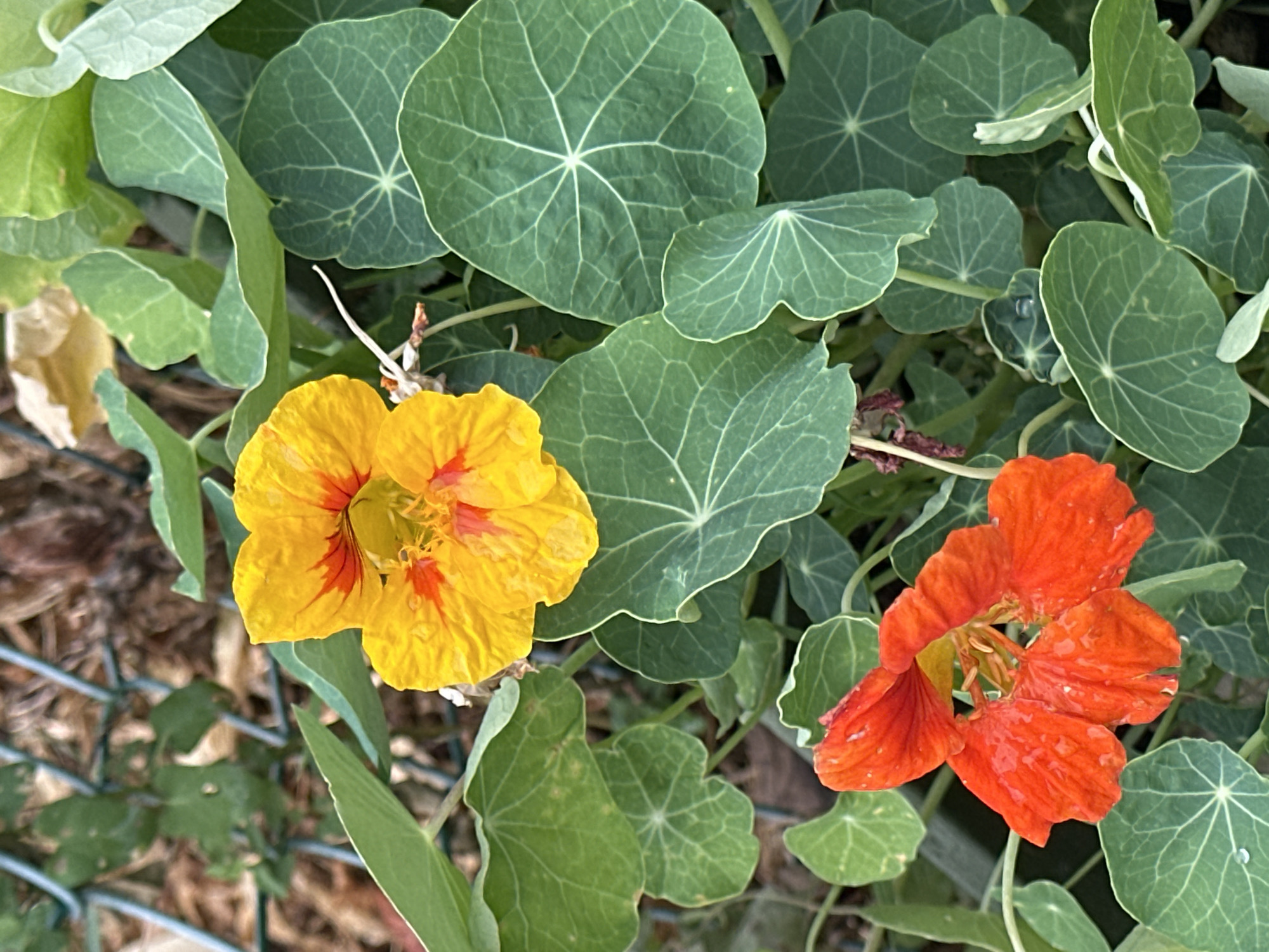 This is a close-up, eye-level, vertical shot of two nasturtium flowers in bloom, set against a backdrop of their large, circular green leaves. The top flower is a vibrant yellow with striking red-orange streaks radiating from its center. The bottom flower is a rich, fiery orange, also displaying delicate yellow hues within its petals. Both flowers exhibit a slightly ruffled texture. Numerous large, green leaves with prominent lighter green veins surround the flowers, some appearing smooth and others with subtle textures. The background is softly blurred, revealing hints of a metal fence, dry earth, and other foliage, suggesting an outdoor environment, potentially a garden in Krefeld, Germany. There are no people or animals visible in the frame. The lighting appears to be natural daylight.