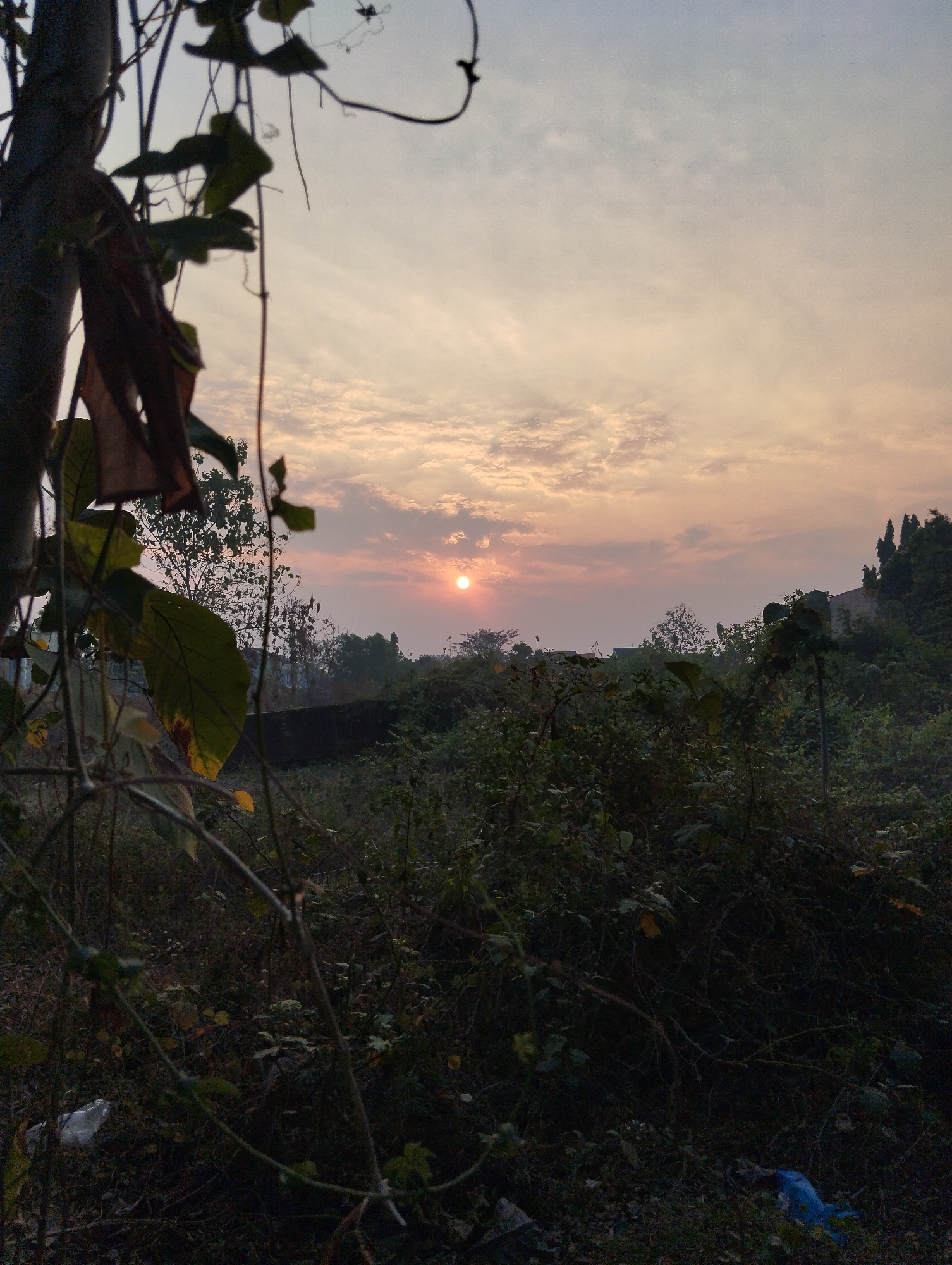 The image depicts a natural outdoor scene at dusk, likely in a rural or overgrown area on the outskirts of Madiun, Indonesia. In the foreground, the view is partially obscured by dark, out-of-focus branches and leaves, with a vertical trunk on the left side. The middle ground consists of dense, dark vegetation, suggesting unkempt bushes and undergrowth. In the background, a sliver of a man-made structure, possibly a building or wall, is visible behind the foliage. Further back, silhouetted trees form a dark line against the horizon. The sky above is a soft gradient of pale orange and pink, with scattered, wispy clouds, indicating the setting sun. The sun itself is a small, bright orb, positioned in the upper left quadrant of the background landscape. The overall impression is one of a natural landscape transitioning into twilight, with hints of distant human presence. There are no people visible in the image, and no specific actions or interactions are depicted. The environment appears to be somewhat neglected, with some plastic litter visible at the bottom of the frame, including a white plastic bag and a blue plastic item.