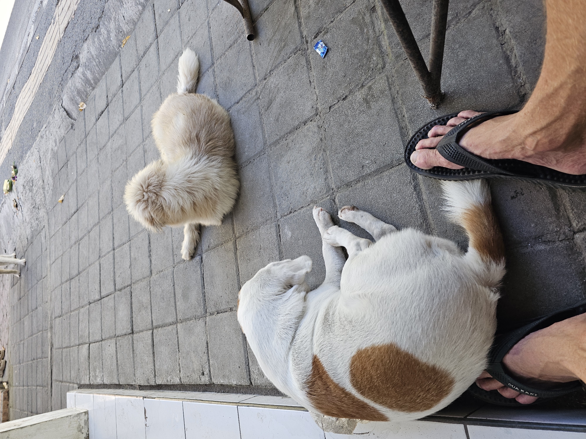 Two dogs are resting on a paved sidewalk in Denpasar, Indonesia. In the foreground, a medium-sized dog with white and brown fur is lying down on its side. Its head is tucked, and its paws are extended. Beside it, a person's feet wearing black flip-flops are visible, with the dog's back touching one of the feet. In the background, a fluffy, light-colored dog is lying down facing away from the camera. The sidewalk is made of gray square tiles, and a curb separates it from a darker paved area. There are some scattered leaves and a small blue wrapper on the ground. A metal table leg is visible on the right side of the frame. The overall environment appears to be an outdoor public space.