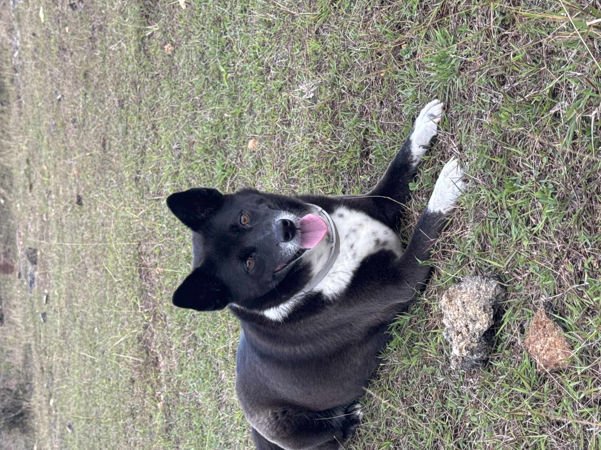 A black and white dog lies on a grassy field. The dog is facing the camera, with its tongue hanging out and its mouth slightly open. The dog has brown eyes and pointed ears. It is wearing a grey collar. There are two rocks in front of the dog on the grass. The background is a blur of brown and green, suggesting an outdoor environment. This image was taken in Kuta Selatan, Indonesia.