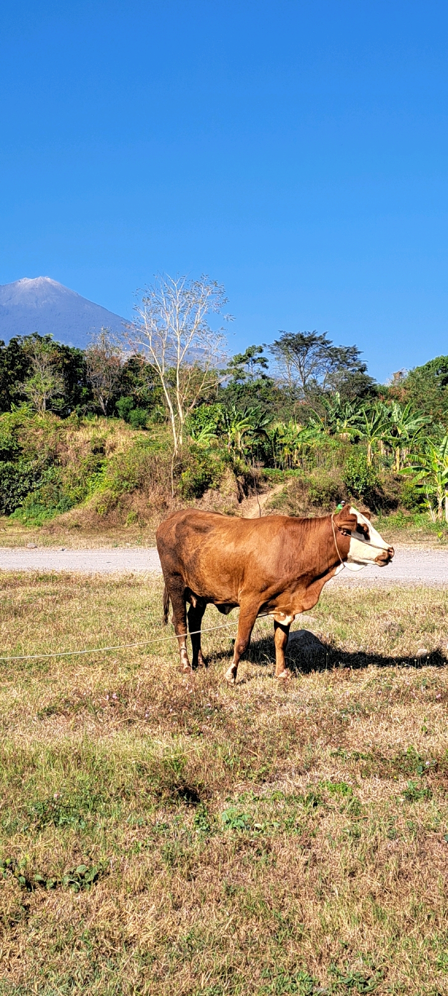 A brown cow with a white face stands in a dry, grassy field. The cow is facing right, with its head slightly turned towards the viewer. A rope halter is around its nose and head. In the background, a dirt road runs horizontally across the frame, bordered by green foliage and trees. Further in the distance, a large, hazy mountain with a snow-capped peak is visible under a clear blue sky. The overall scene depicts a rural landscape.