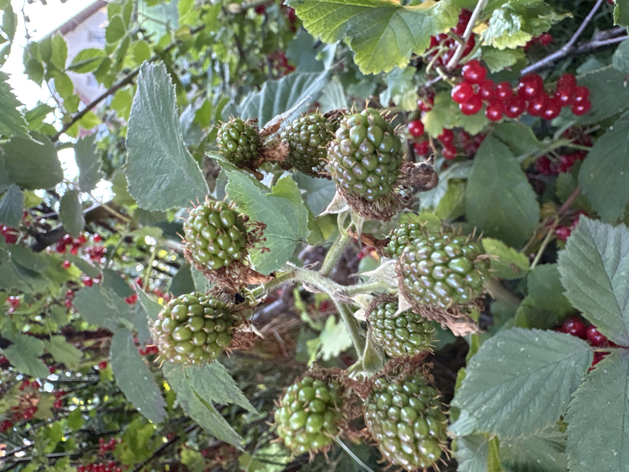 The image shows a close-up view of unripe blackberries and red currants growing on a bush. The blackberries are clustered together, with each individual berry small and green, covered in tiny spines. Some of the blackberries have dried brown calyxes attached. The red currants are small, round, and bright red, growing in clusters on thin stems. Green leaves of various sizes and shapes surround the berries, some appearing slightly wilted or textured. In the background, out of focus, glimpses of more greenery and what appears to be a building with a triangular roof can be seen, suggesting an outdoor setting. The scene depicts a natural environment, likely a garden or a wild area, within the city of Ćwiklice, Poland. There are no people or animals visible in the image.