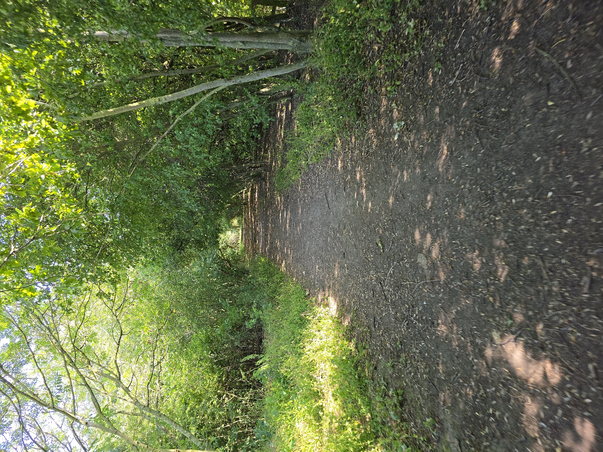 This media file depicts a narrow, dirt walking path winding through a sun-dappled forest. Tall trees with lush green foliage line both sides of the path, creating a canopy that casts intricate shadows on the ground. The sunlight filters through the leaves, illuminating patches of the path and the vibrant green undergrowth. The path itself appears well-trodden and is covered with small stones, twigs, and fallen leaves. The overall impression is one of a serene and natural environment, likely a woodland area suitable for walking or hiking. The time of day appears to be daytime, with the strong sunlight suggesting it could be late morning or early afternoon. The weather seems pleasant, with clear skies allowing the sun to penetrate the trees. There is no visible text in the image. The scene evokes a sense of tranquility and the beauty of nature.
