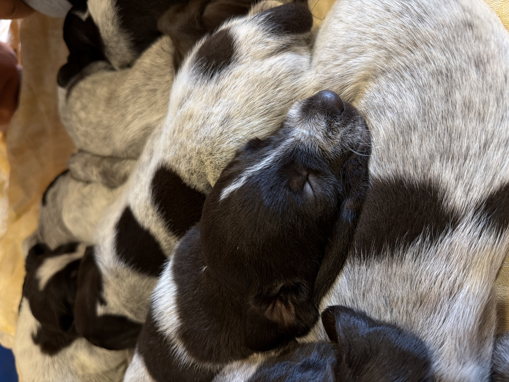A high-angle close-up shot shows a pile of sleeping puppies, possibly German Shorthaired Pointers, tightly clustered together. The puppies have a mix of dark brown and white fur. The dominant color pattern consists of patches of dark brown on a white background. Some puppies are almost entirely dark brown. The nose of one puppy is prominently displayed, suggesting sleep. The environment appears warm and cozy. The location is not discernible and there is nothing in the picture that suggests it being Khimki, Russia.
