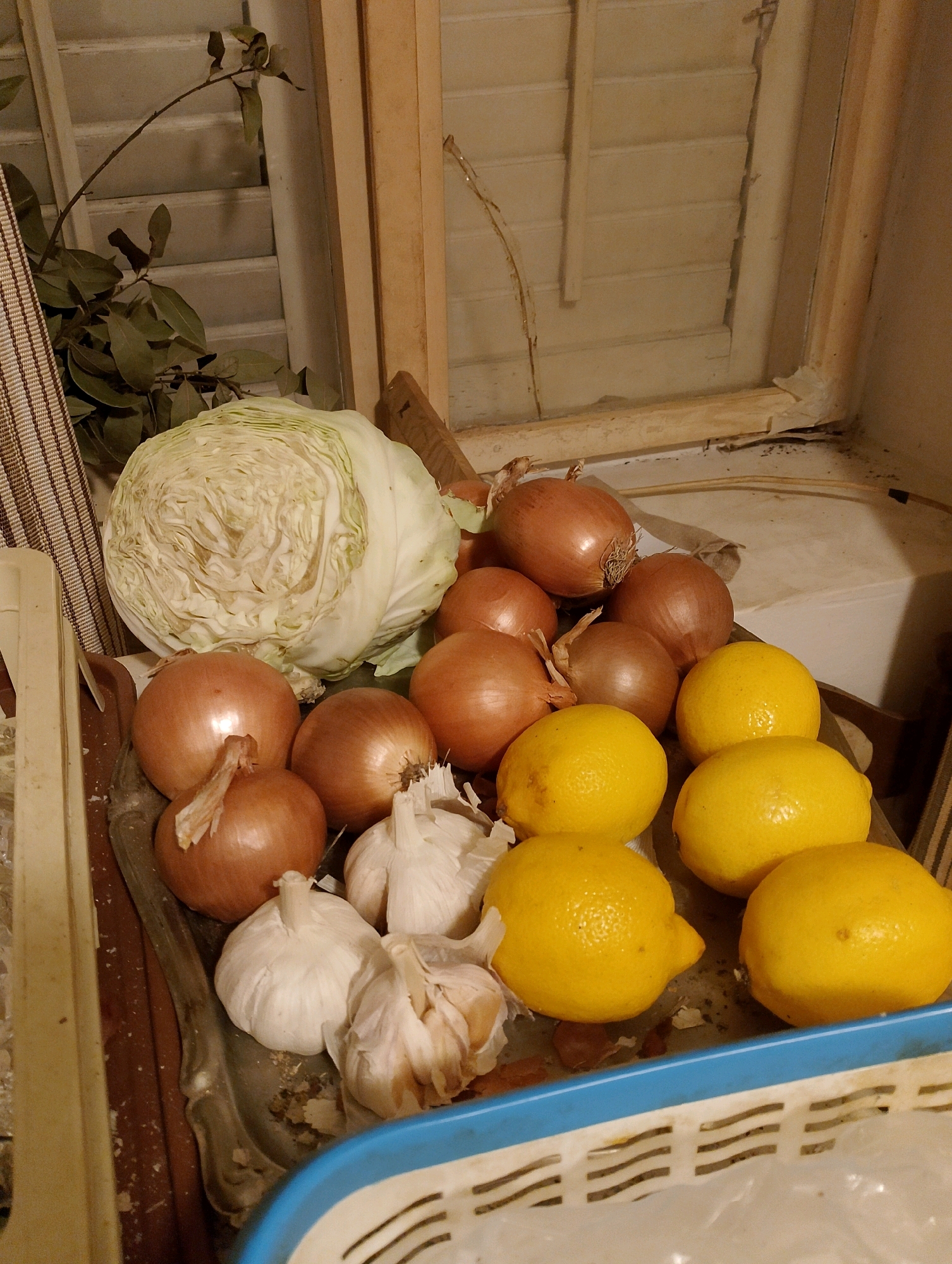 The image displays a still life arrangement of fresh produce, primarily on a metallic tray. At the center is a large head of cabbage, cut in half, revealing its pale green, layered interior. Surrounding the cabbage are several brown onions of varying sizes, some with their dried outer skins still attached. Interspersed with the onions are heads of garlic, their white papery skins visible. To the right and in the foreground, a cluster of bright yellow lemons are arranged. The scene is set against a backdrop that appears to be a window or shelf area, with horizontal slatted blinds and a weathered wooden frame. The overall lighting suggests an indoor environment, possibly a kitchen or pantry. There are no people or animals present in the image, nor any discernible actions or interactions. The context of Herceg Novi, Montenegro, is not visually apparent from the image content itself; the scene is generic and could be found in many locations.
