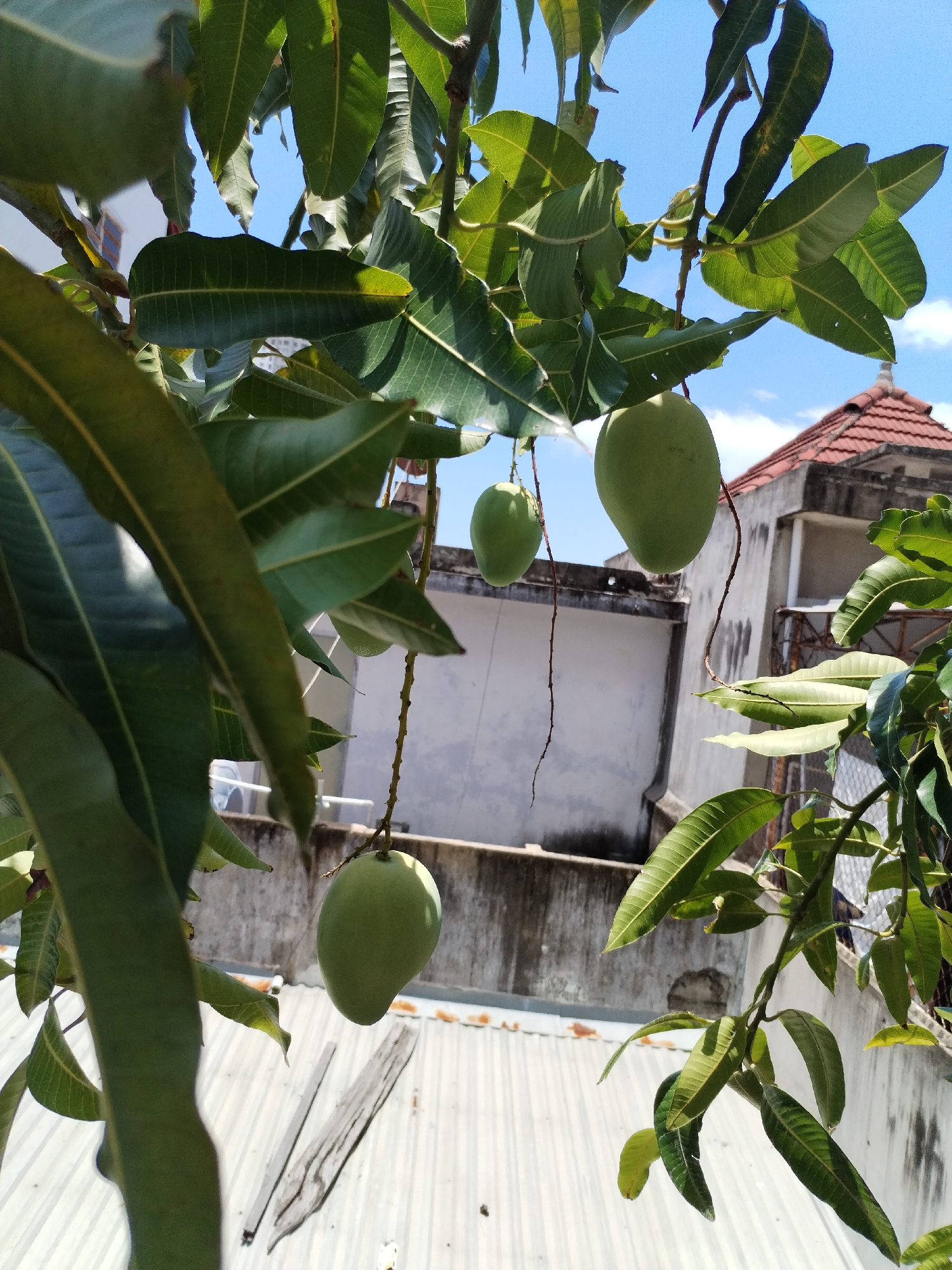 The image depicts a close-up view of a mango tree with several unripe green mangoes hanging from its branches. The leaves are dense and display prominent venation patterns. The background reveals a cityscape with buildings, one having a reddish-tiled roof, set against a clear blue sky. The scene is likely located in the Nha Trang Ward, Vietnam, based on the image's origin. The focus is on the mangoes and the tree, capturing the natural element juxtaposed against the urban backdrop. The presence of galvanized iron in the background suggests the tree is in a suburban neighborhood. No people are visible in the image.