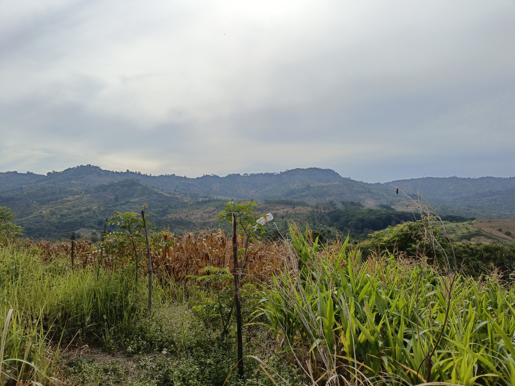 An overcast day casts a muted light over a hilly landscape. In the foreground, a vibrant green cornfield dominates the right side of the frame, its tall stalks reaching towards the sky. To the left of the corn, dry, golden corn stalks are visible, suggesting a field that has already matured. Interspersed with the crops are patches of tall green grass and smaller, leafy plants. Several thin wooden stakes are planted in the ground, with a single young tree with green leaves emerging near the center of the frame. A small, white plastic bottle with red markings is tied to one of the stakes. Beyond the cultivated fields, a series of rolling hills recede into the distance, their slopes marked by varied vegetation and some signs of clearing. The sky is filled with a thick layer of gray clouds, obscuring the sun and lending a soft, diffused light to the scene. The overall impression is of a rural, agricultural setting in a hilly region under a cloudy sky.