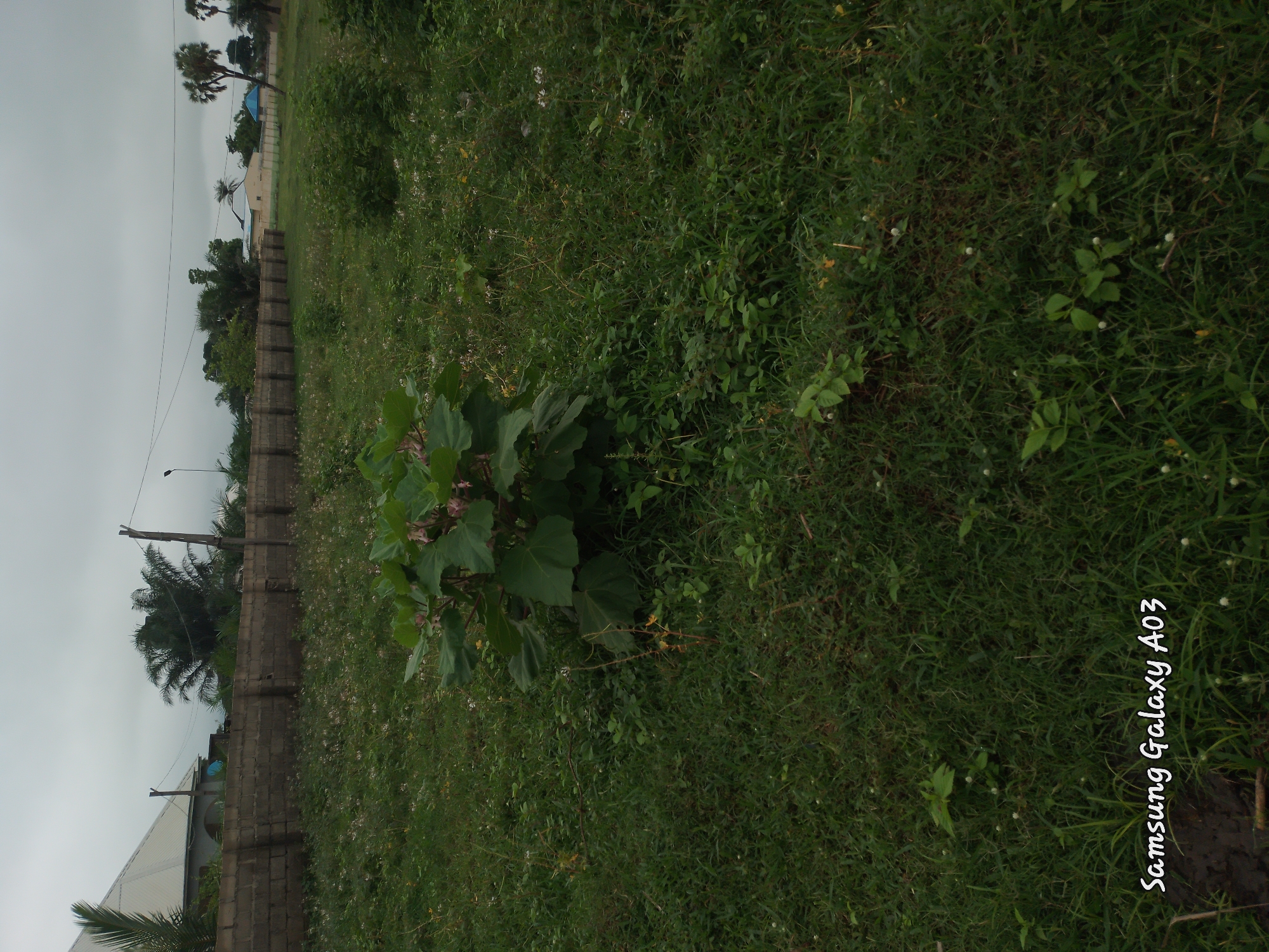 This is a full-shot, eye-level, outdoor, daytime photograph of an undeveloped plot of land with a prominent bush in the foreground. The environment appears to be Doka-Tofa, Nigeria. The bush, featuring large, dark green leaves and hints of pink flowers, is situated in the center of the frame. The ground is covered with a dense growth of grass and smaller weeds, with scattered white flowers visible. In the background, a low, grey concrete block wall stretches horizontally across the image, separating the plot from what appears to be a residential area. Beyond the wall, several buildings with light-colored walls and angled roofs are visible, along with palm trees and other vegetation. The sky is overcast with a pale grey hue, suggesting a cloudy day. The bottom left corner of the image displays a watermark that reads "Samsung Galaxy A03". There are no people or animals visible in the photograph.