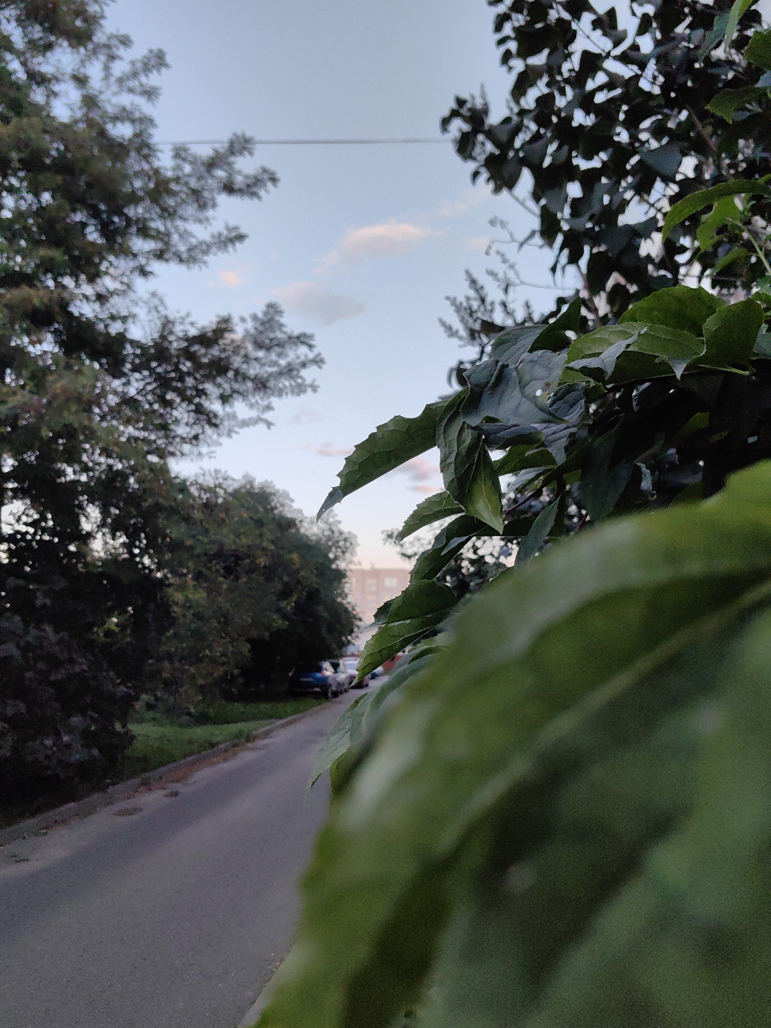 The image shows a road in Fanipal, Belarus, with trees and foliage lining the side. The road is paved and appears to be a residential street. There are a few cars parked along the side of the road. The sky is overcast with some clouds. The image is taken from a low angle, looking up towards the sky and the trees. The foliage in the foreground is blurred, suggesting that the photo was taken with a shallow depth of field.