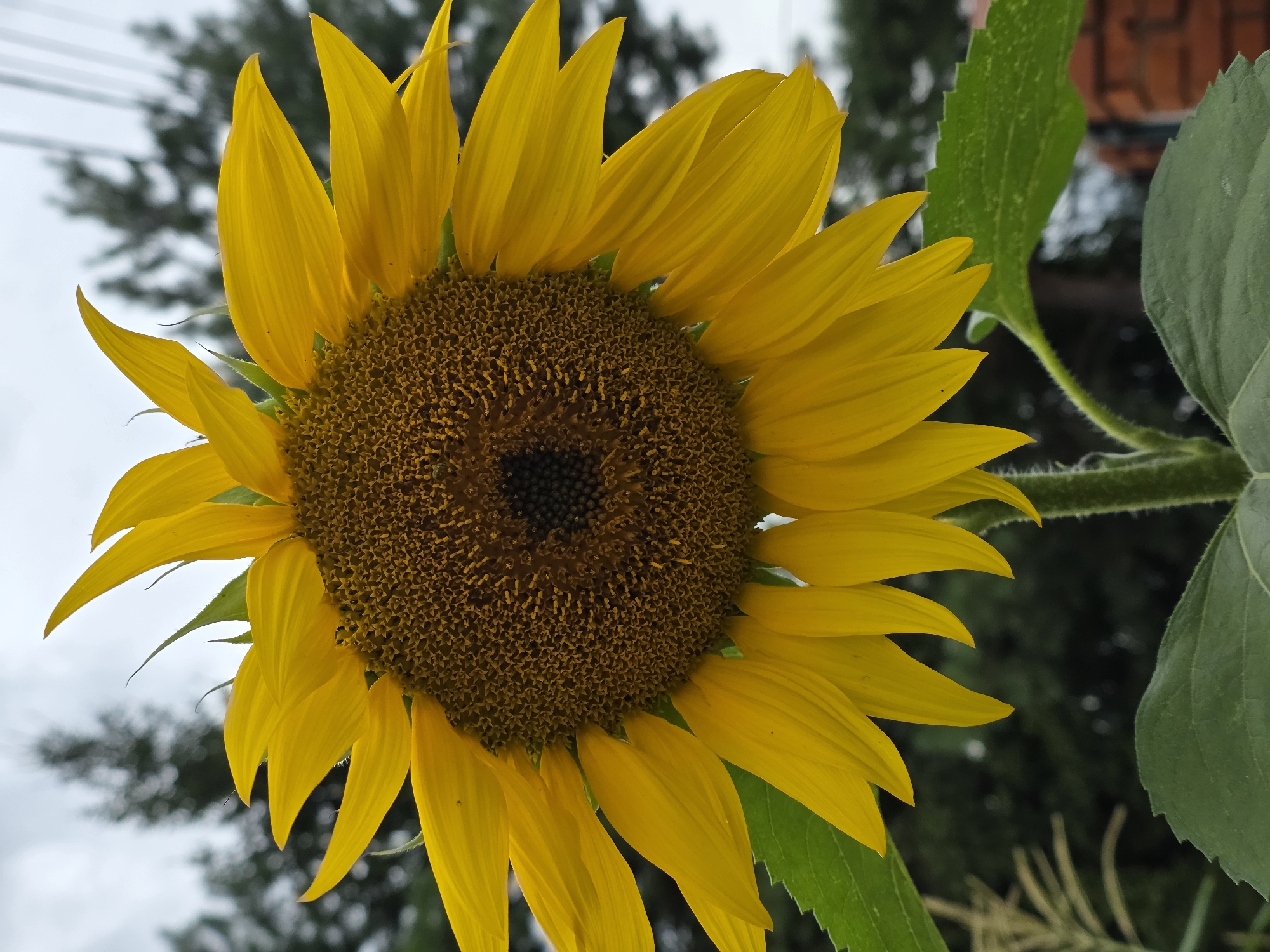 A close-up, low-angle vertical shot showcases a vibrant sunflower facing forward. The sunflower's center, filled with dark brown seeds arranged in a spiral pattern, is prominent, surrounded by bright yellow petals. Some petals are slightly curled and appear delicate. Two large, green leaves are visible at the bottom, with one slightly out of focus. The stem, covered in fine hairs, is also visible. The background is a blurred mix of dark green foliage and a grey, overcast sky. A hint of a brick structure is visible in the lower right corner, suggesting an outdoor, possibly garden or park setting, potentially in the city of Речица, Russia. The overall lighting suggests an overcast day. There are no people or animals visible in the frame.