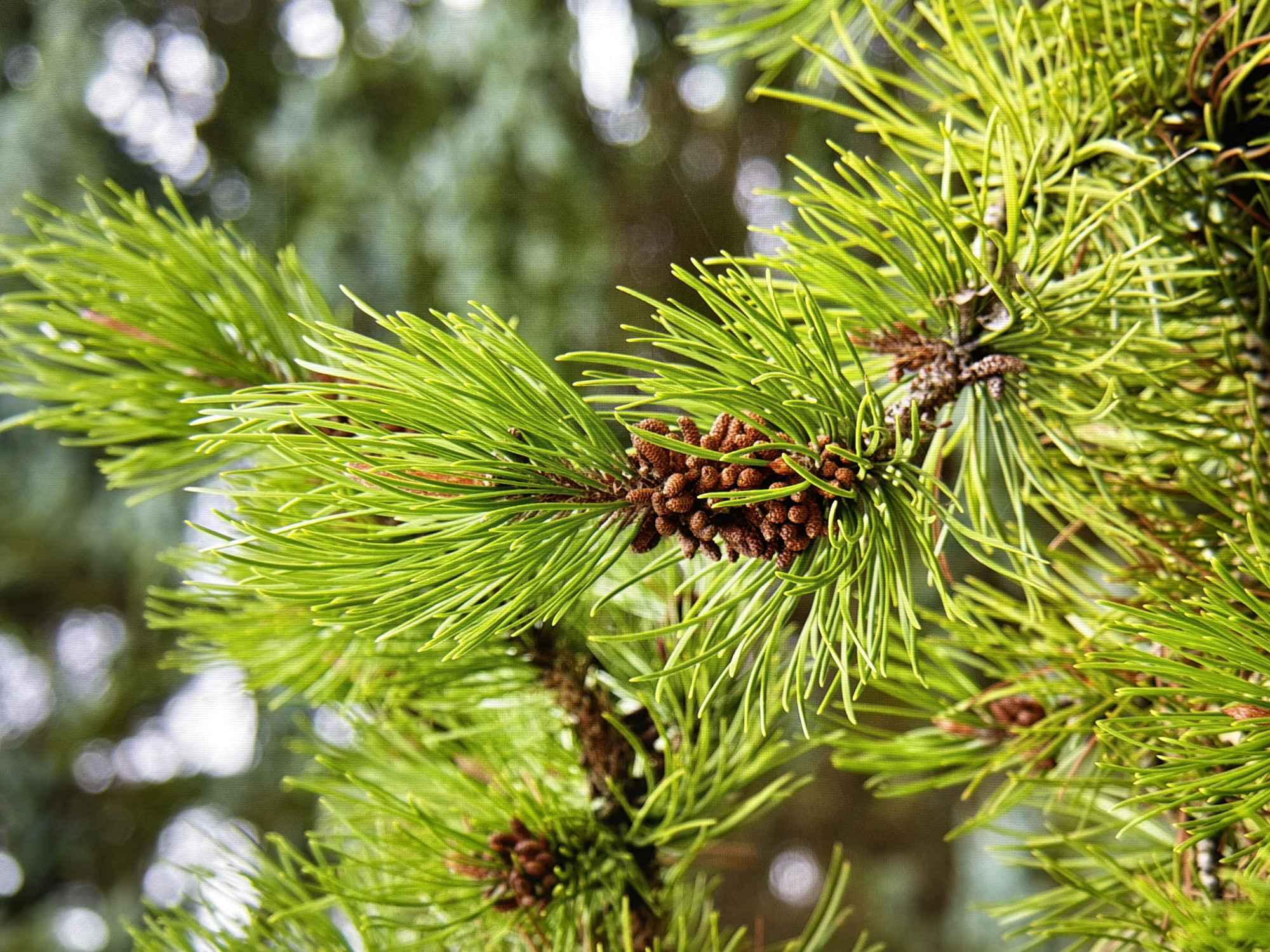 This is a close-up, vertical, eye-level photograph of a pine tree branch. The branch is covered in vibrant green pine needles and features several small, brown pine cones. The background is softly blurred, showing hints of other pine branches and out-of-focus light spots. The image appears to be taken outdoors, likely in a park or forested area, given the natural setting. The specific location in Kyiv, Ukraine cannot be determined from the image alone. There are no people or animals present in the photograph. The lighting suggests it is daytime, with the sun illuminating the needles and cones.