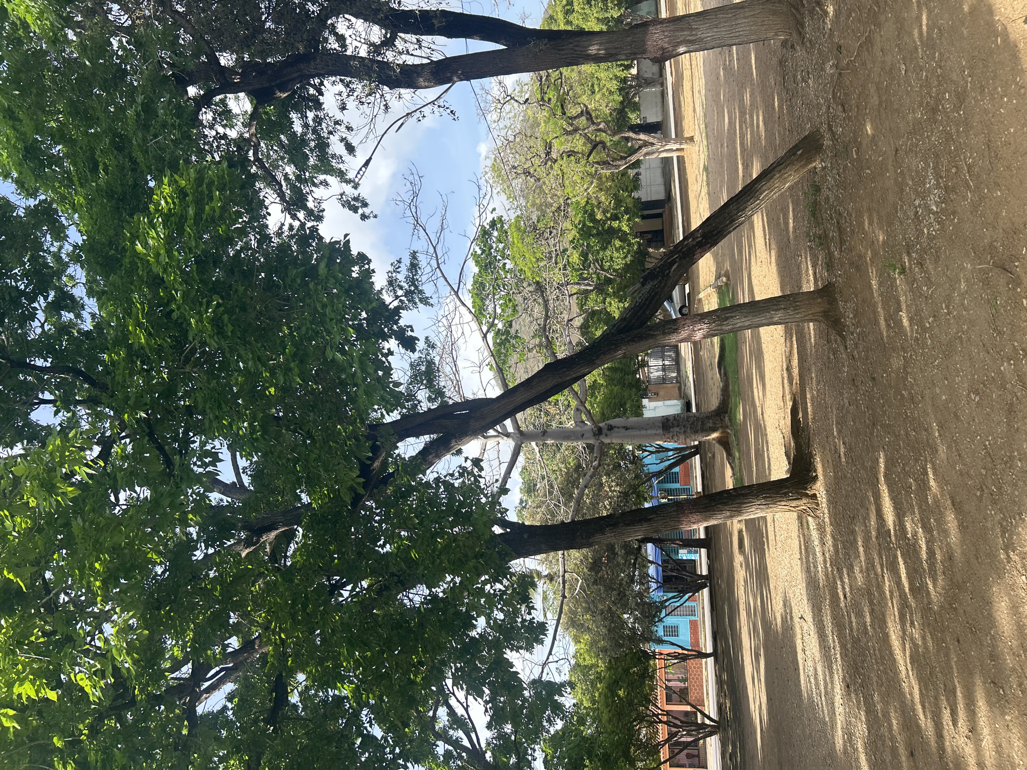 The image depicts an outdoor scene featuring several trees with dense green foliage, casting shadows on a sandy ground. In the background, there are buildings with colorful facades, including a prominent blue building. A silver car is visible parked in front of one of the buildings. The sky is partly cloudy. This scene is located in the city of Santa Ana, Venezuela.
