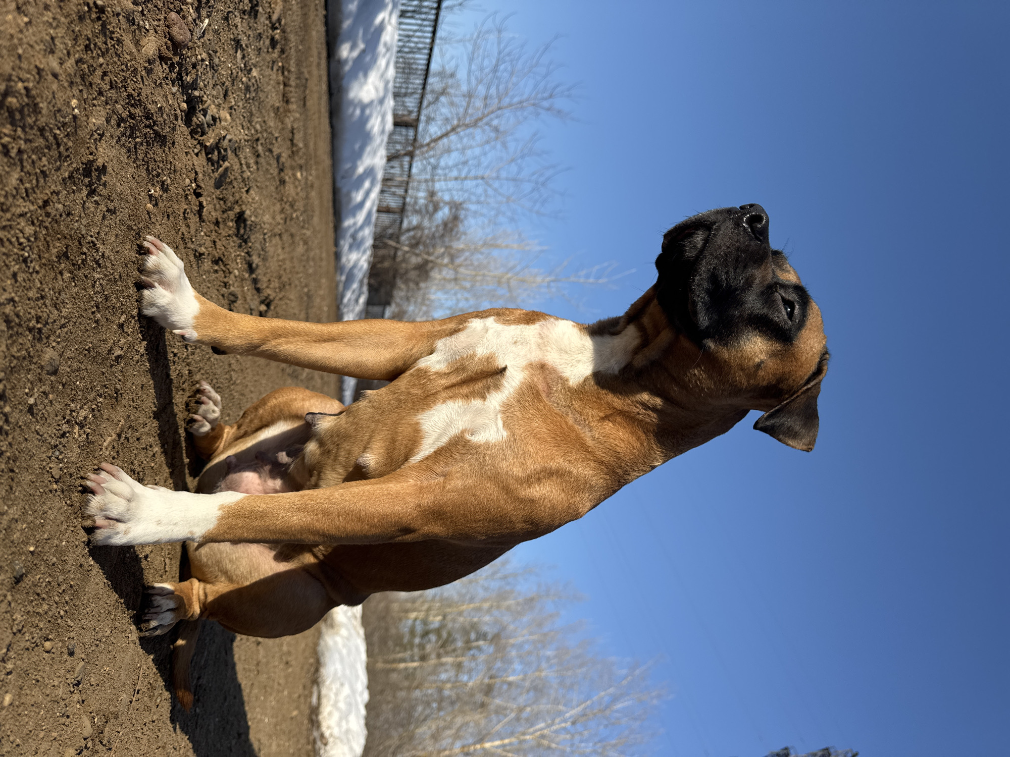 A low-angle, rotated outdoor shot depicts a brown and white Boxer puppy sitting on a dirt ground. The dog is facing upwards towards a clear blue sky. There is some snow on the ground near a metal fence in the background along with bare trees. The location is likely a park or field. The city of Chaikovsky, Russia cannot be confirmed from the image alone.